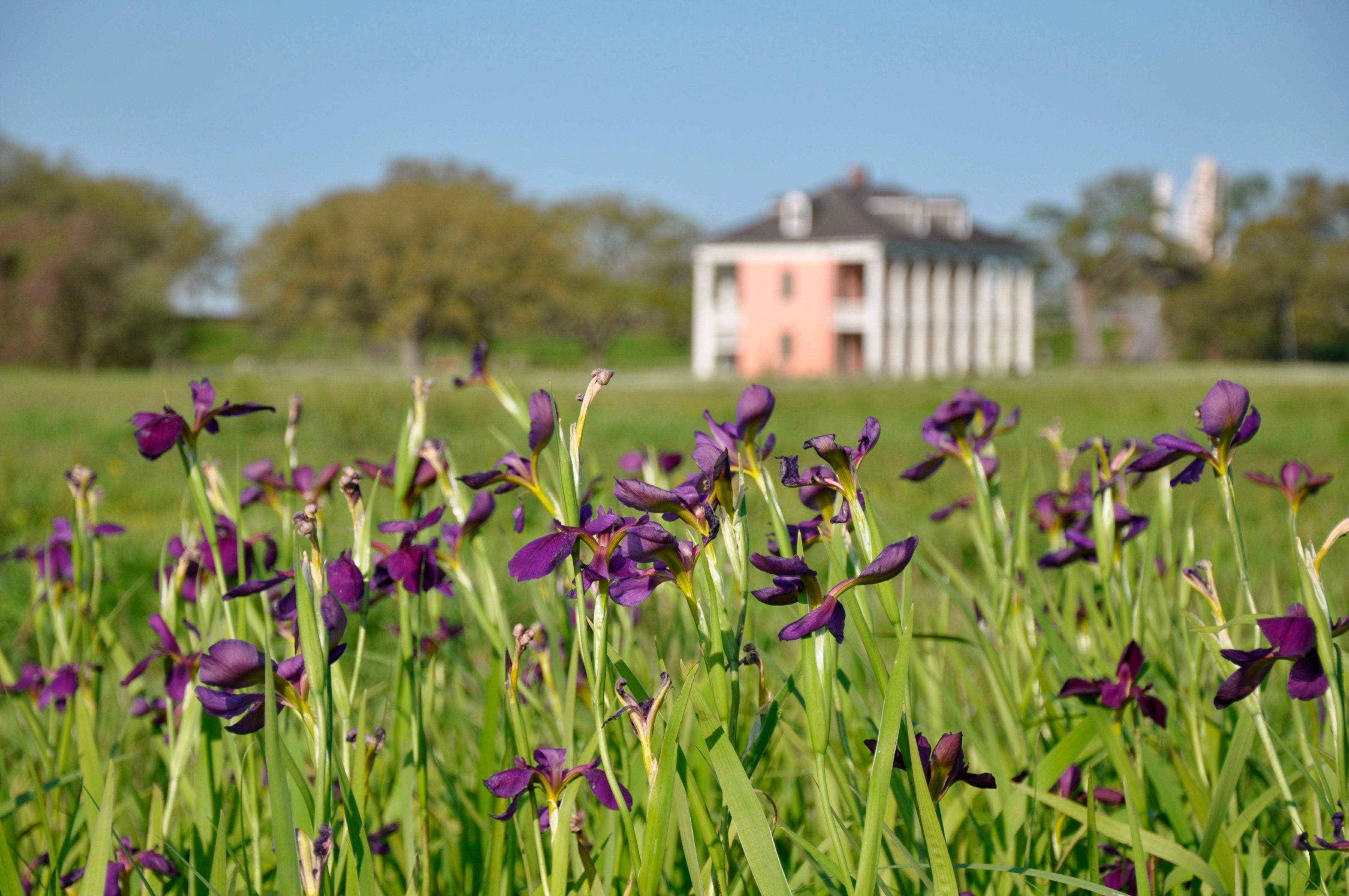 Battlefield Iris Razed Black Homes