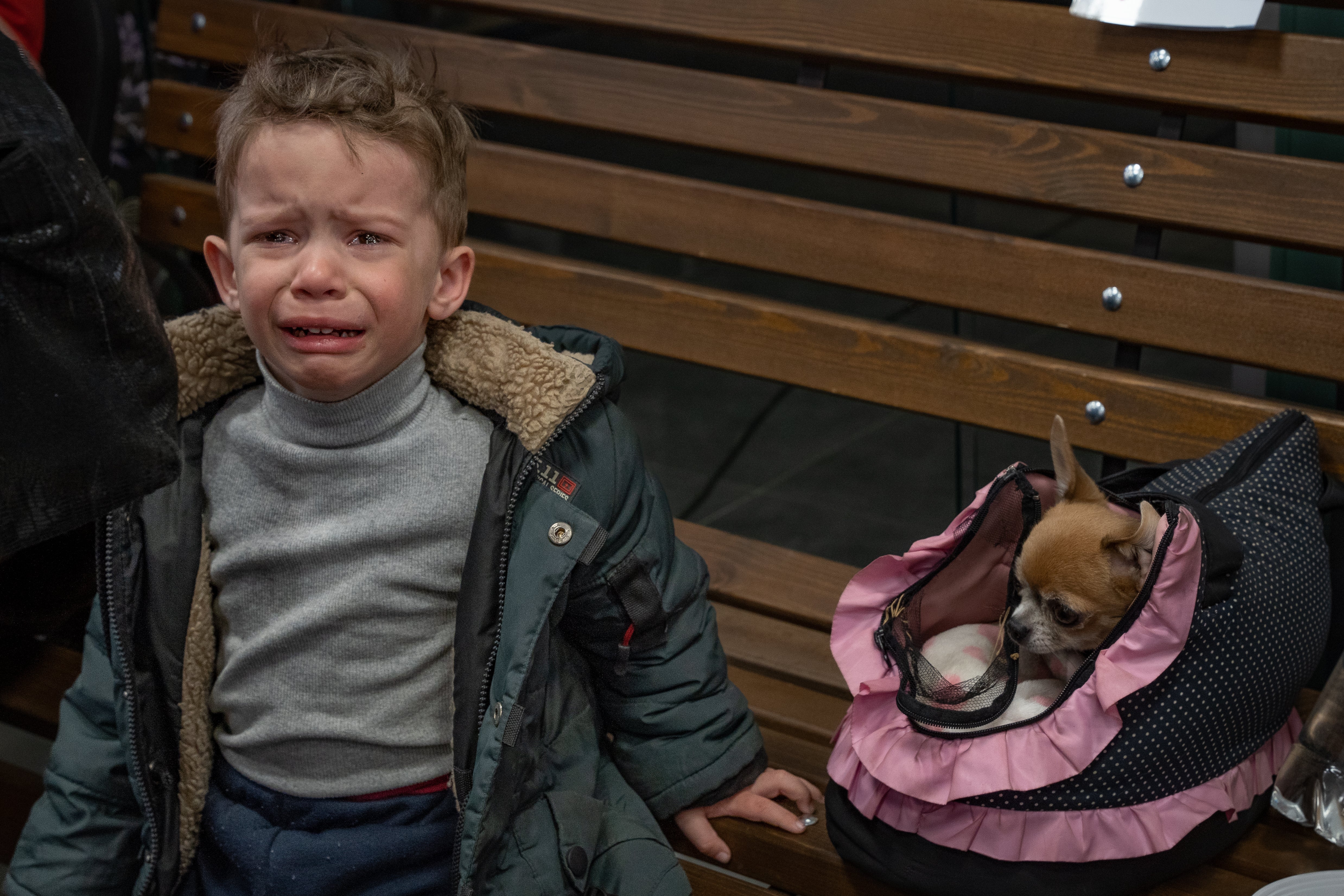 A little boy cries after escaping through shelling to Zaporizhzhia with his pet dog