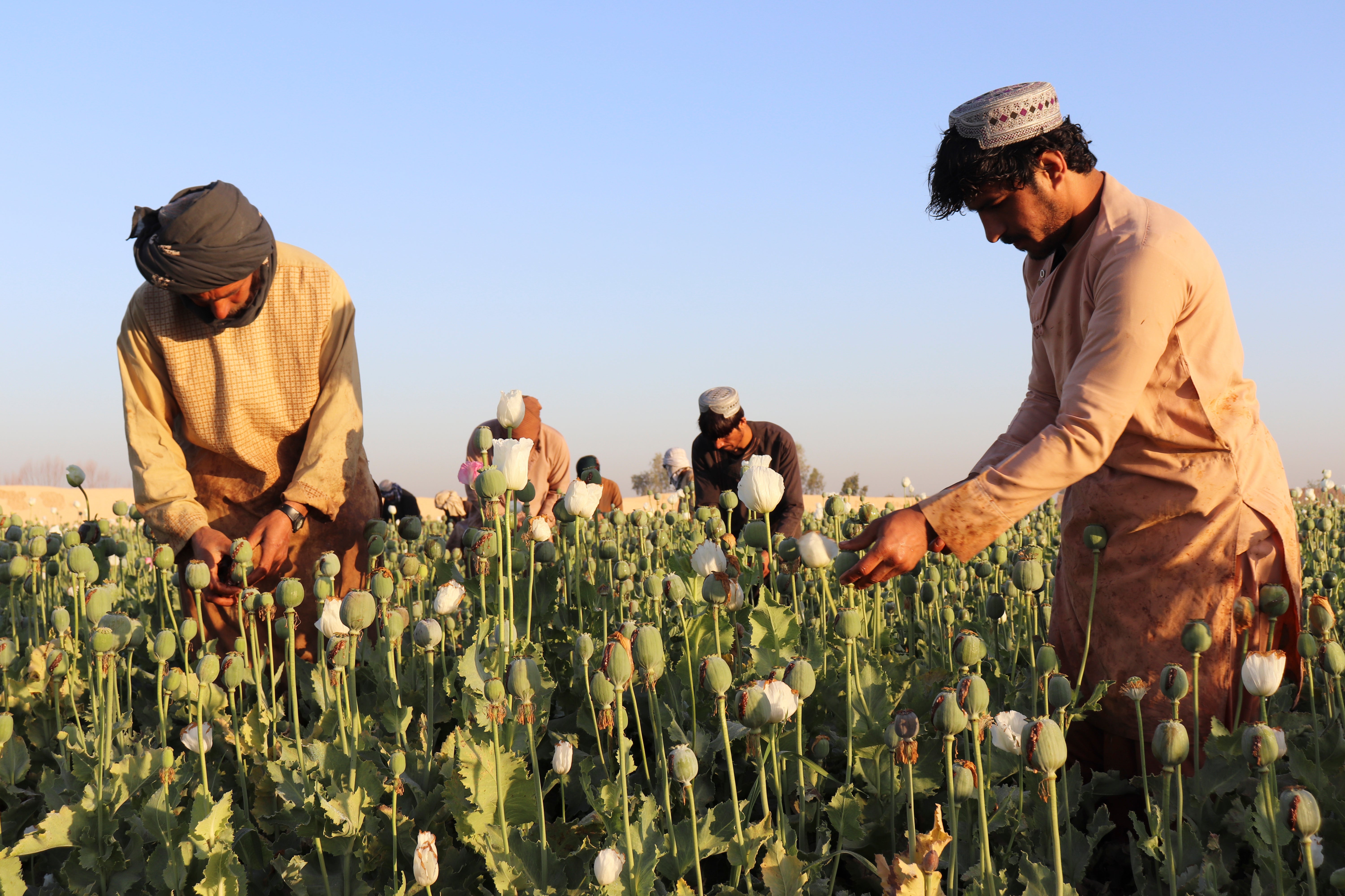 Afghanistan Poppy Ban