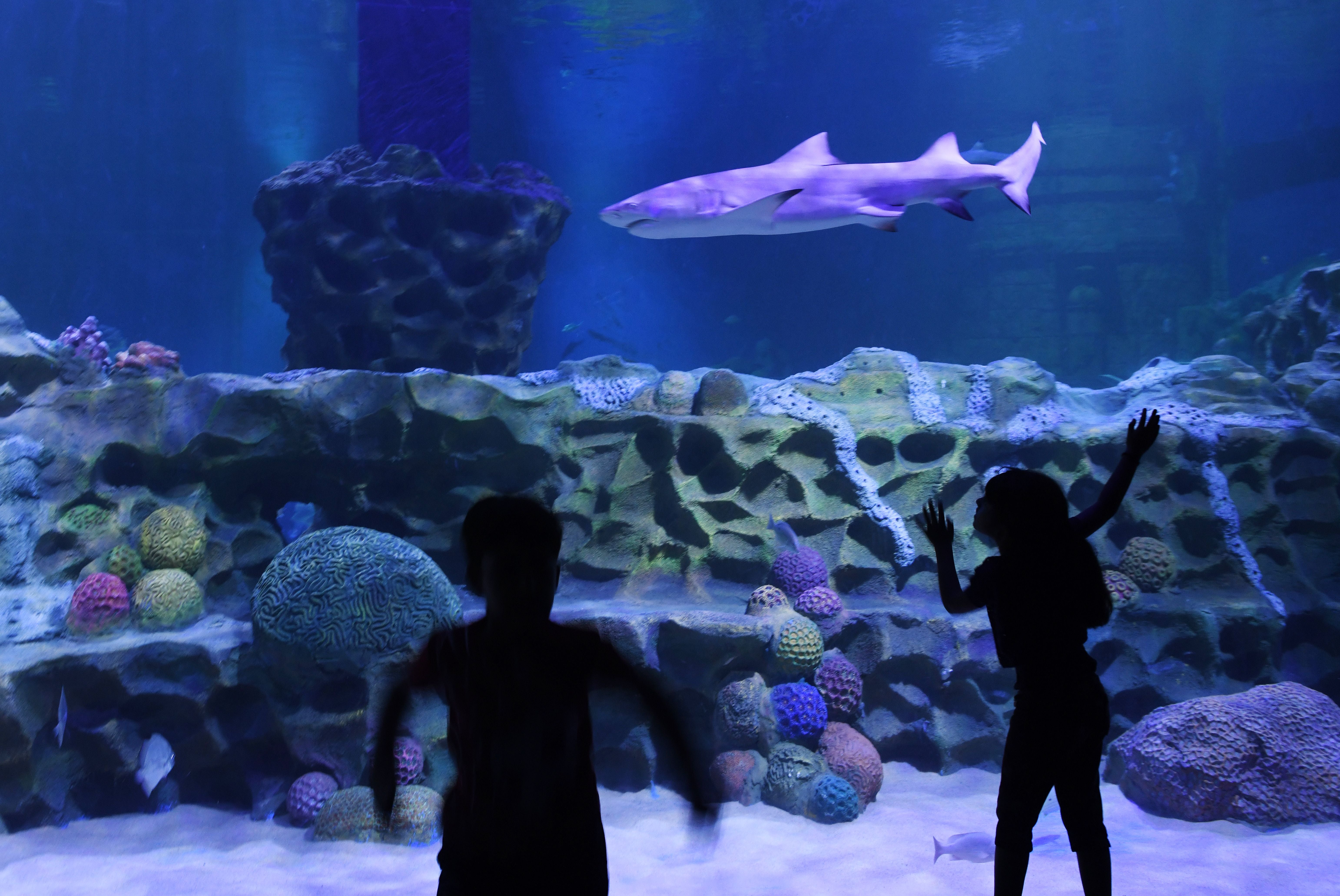 Children watch a shark in a marine aquarium in Chennai in 2019