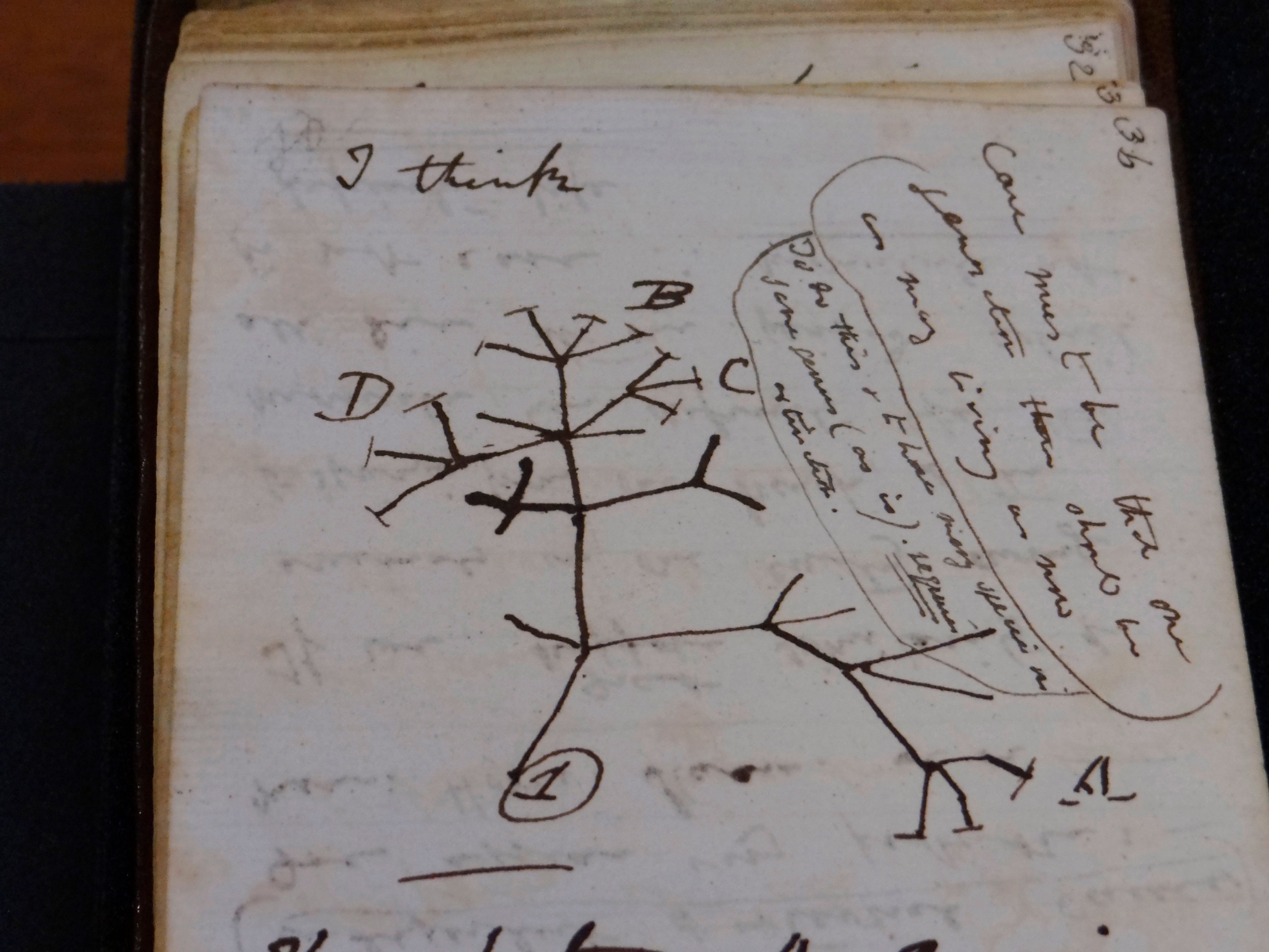 Britain Darwin's Notebooks