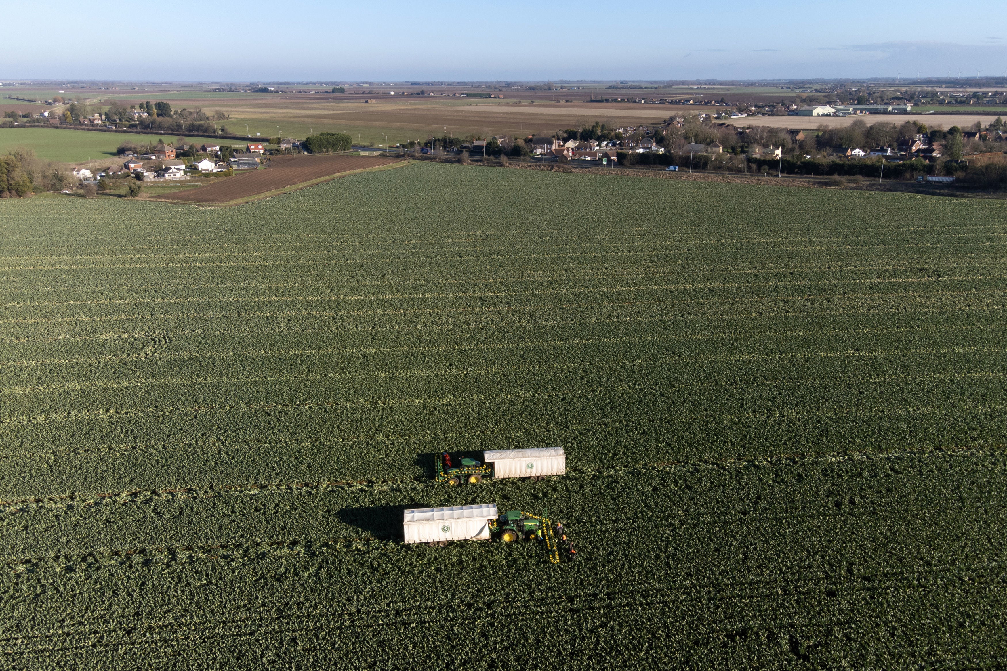 MPs warn unharvested crops are being left to rot