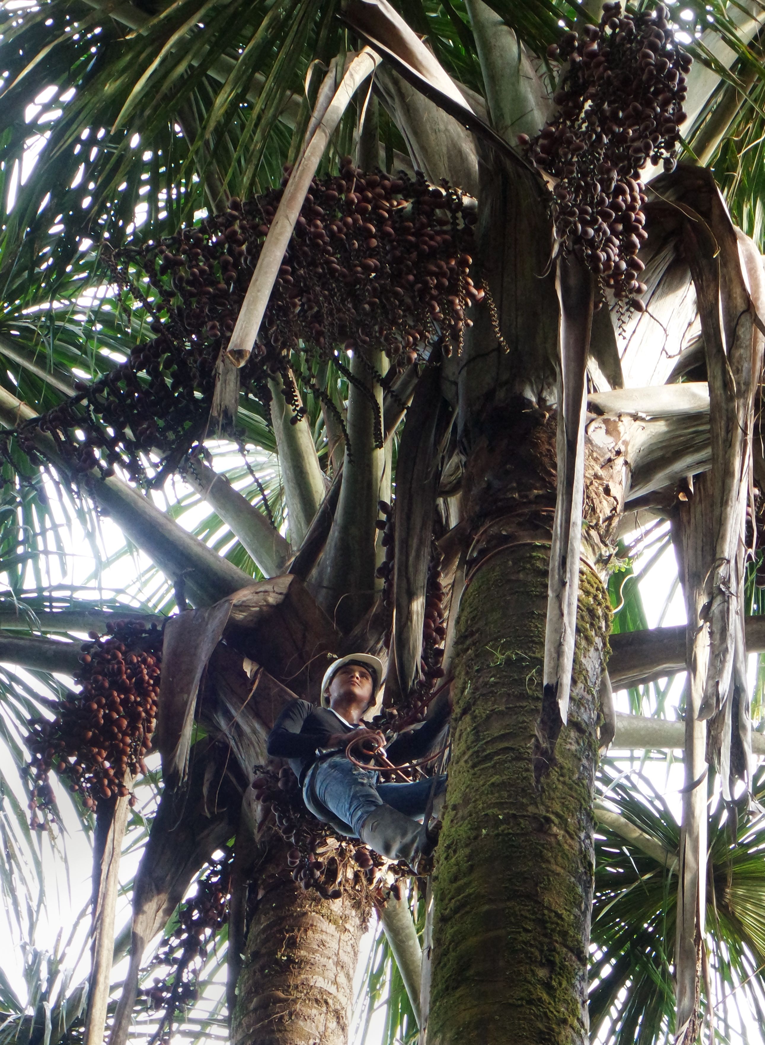 Mauritia flexuosa is the most common species of tree in these peatland ecosystems that have the highest concentration of carbon of any part of the vast Amazon region.