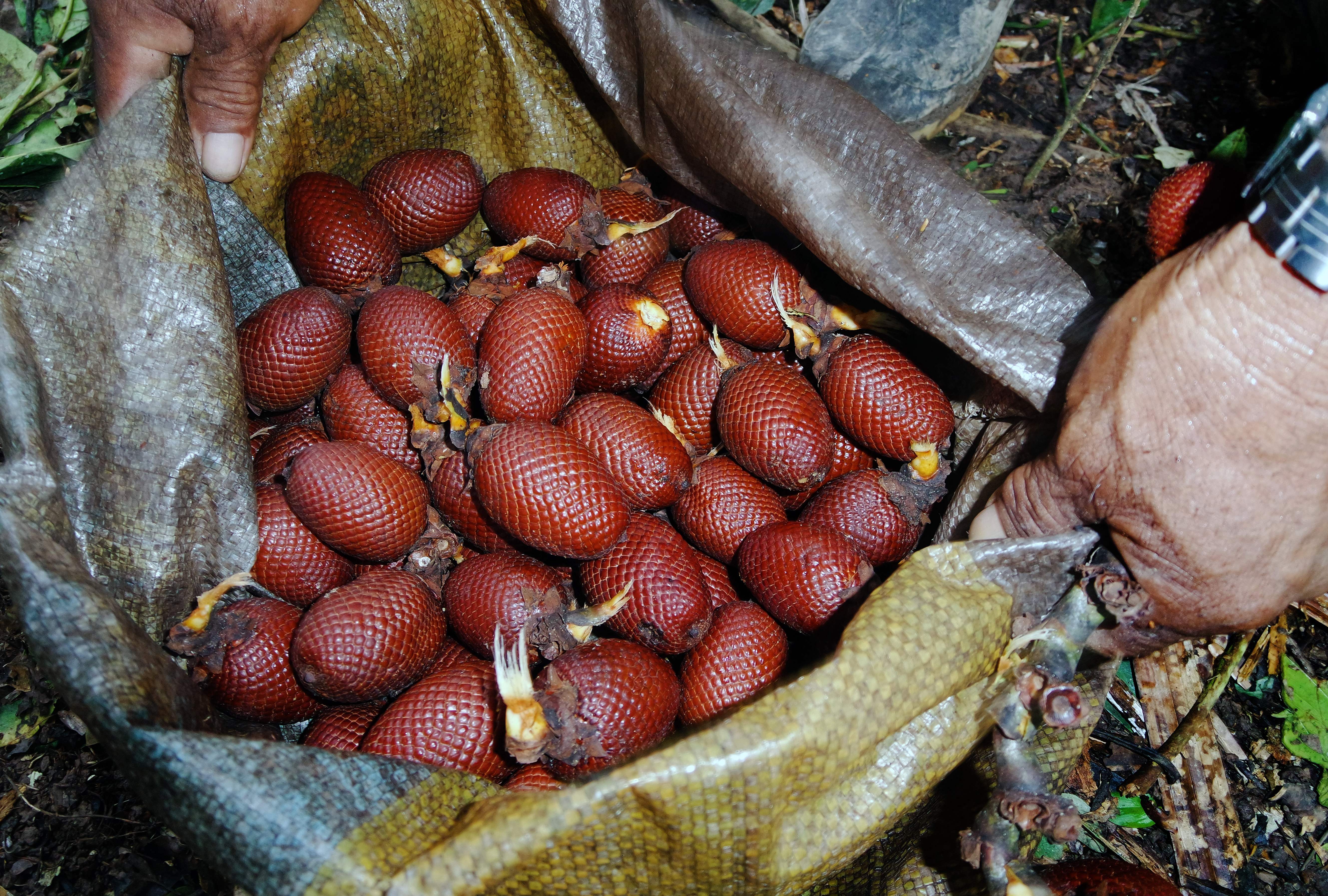 Aguaje fruits (Mauritia flexuosa) -considered a hidden treasure and marketed for the preparation of juices, soaps and cosmetic oils