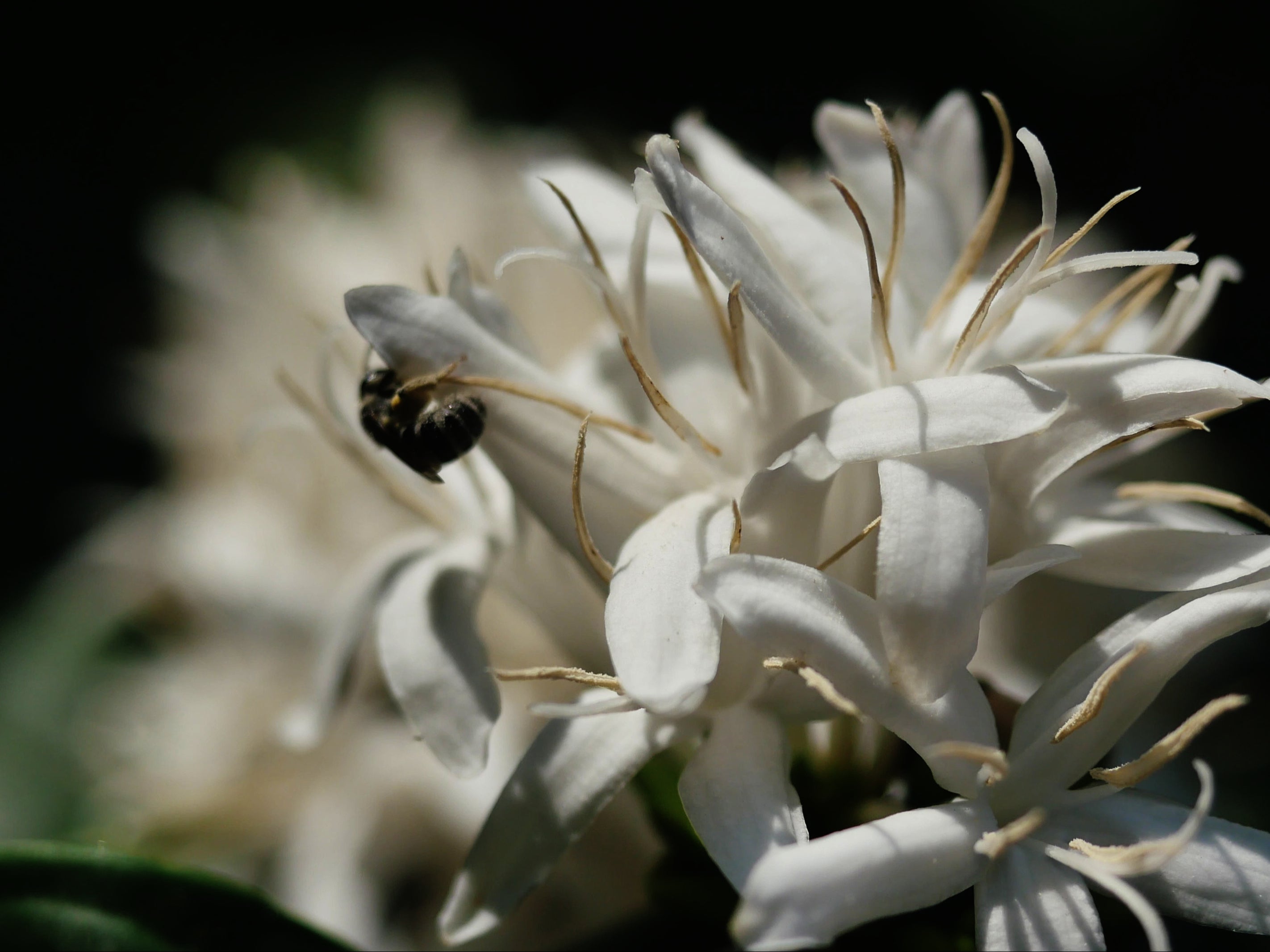 The combined effect on coffee production of birds and bees is greater when put together, scientists say