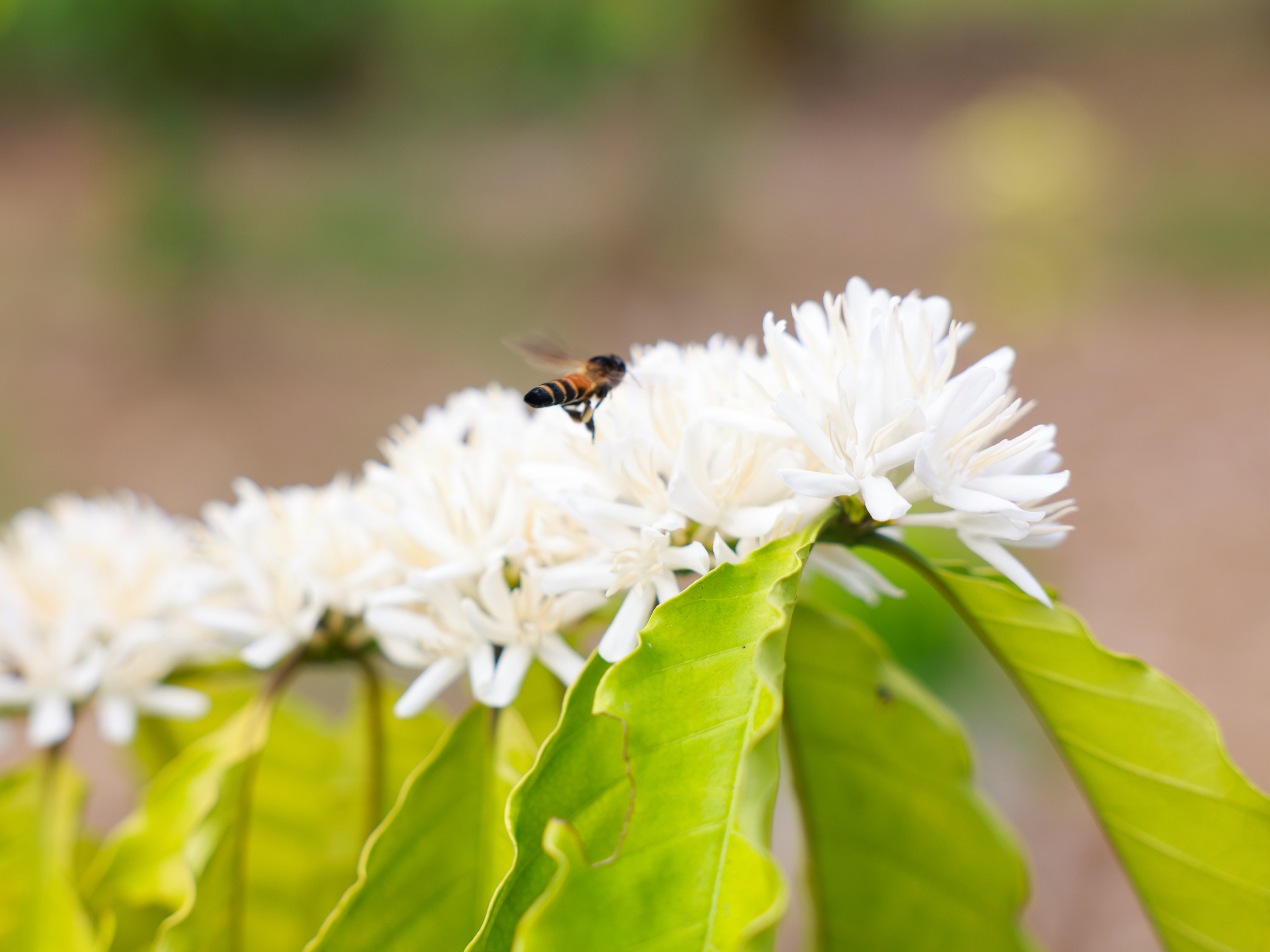 Bees and birds have a greater positive effect on coffee production when working together, scientists say