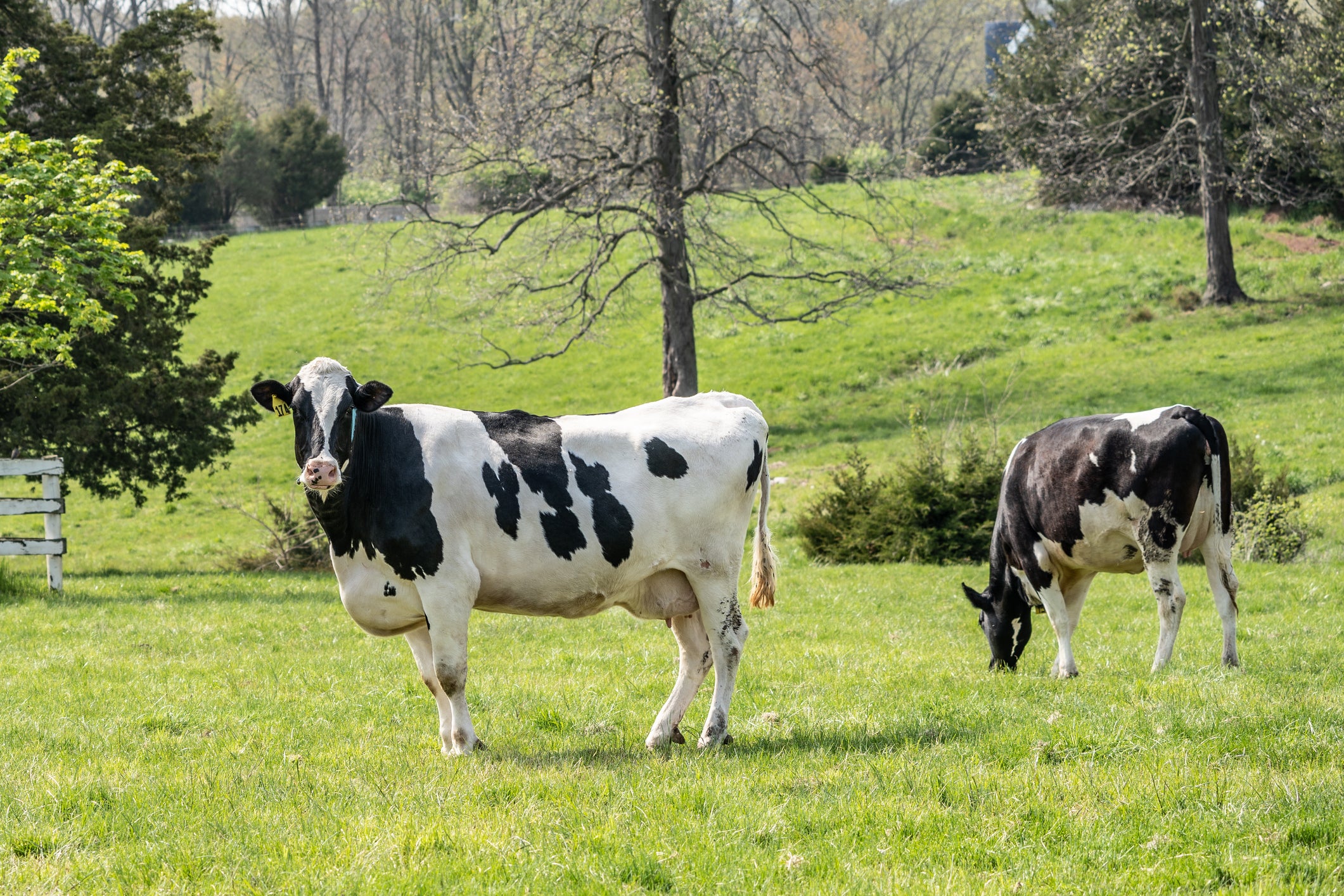 There may not be enough grass to feed the UK’s cattle herds this winter