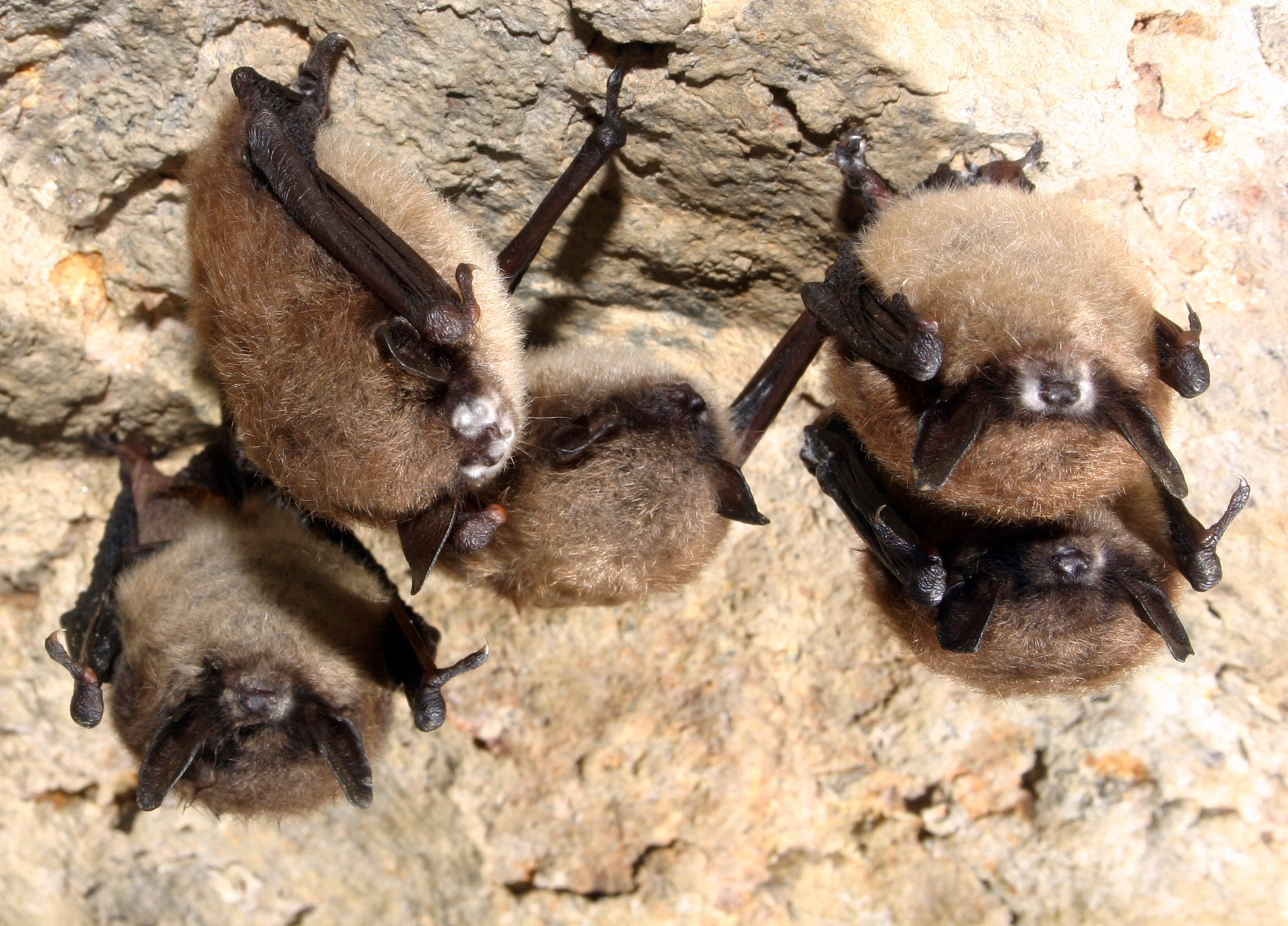 Fungus that causes fatal bat disease found in Louisiana