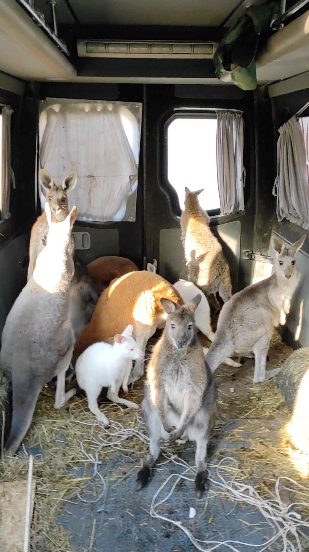 Kangaroos are being transported to a safe place from Kharkiv