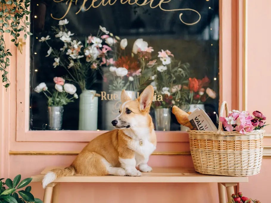 A corgi cafe will open for one day in honour of the Queen’s Platinum Jubilee