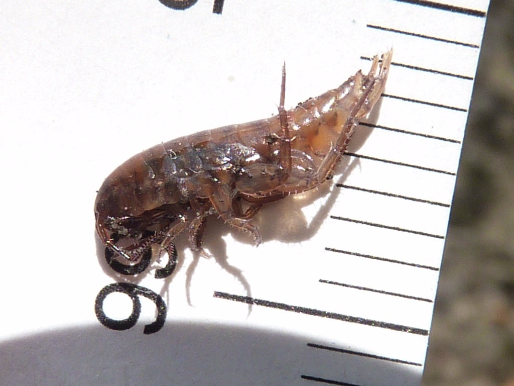 Lawn prawns are tiny creatures that have been found in several homes in Australia’s east coast