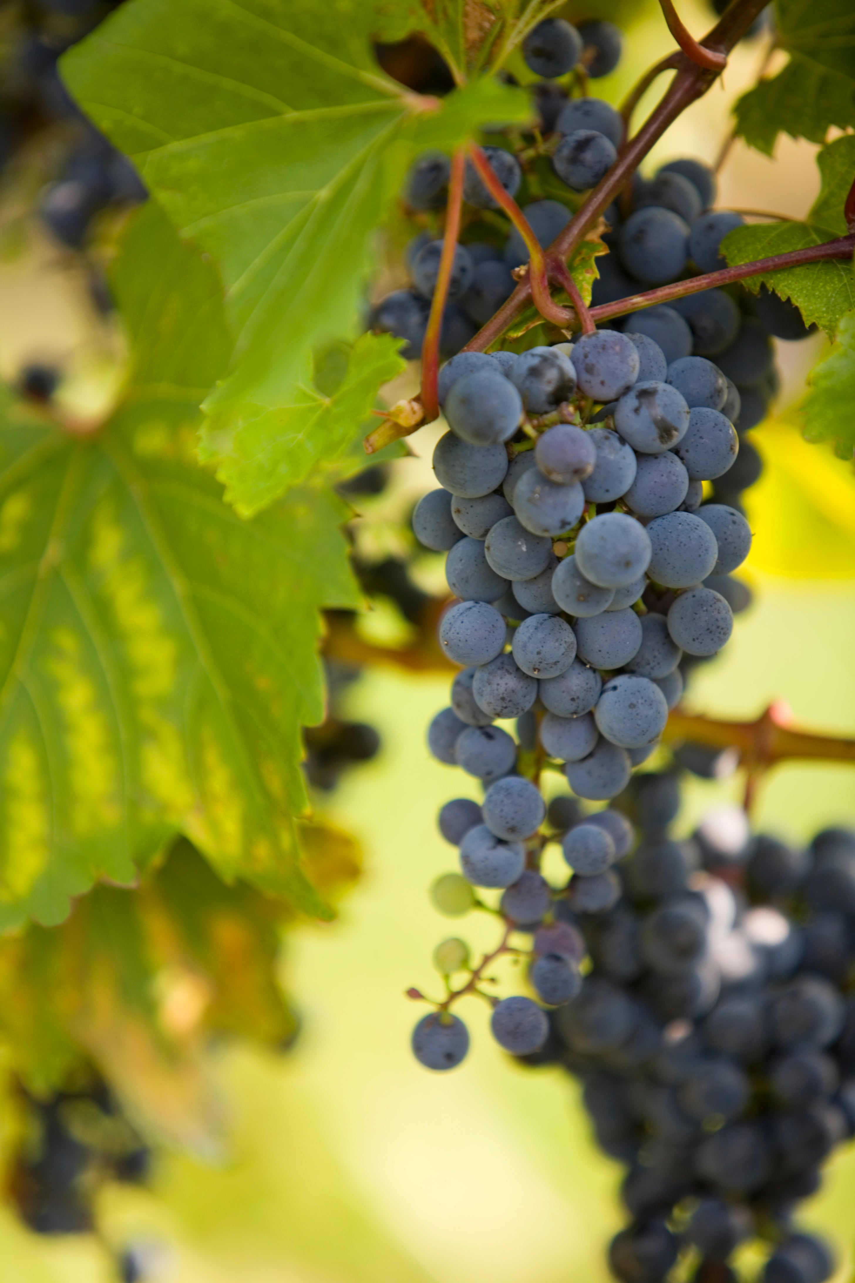 Hybrid grapes like Frontenac rarely get the respect they deserve