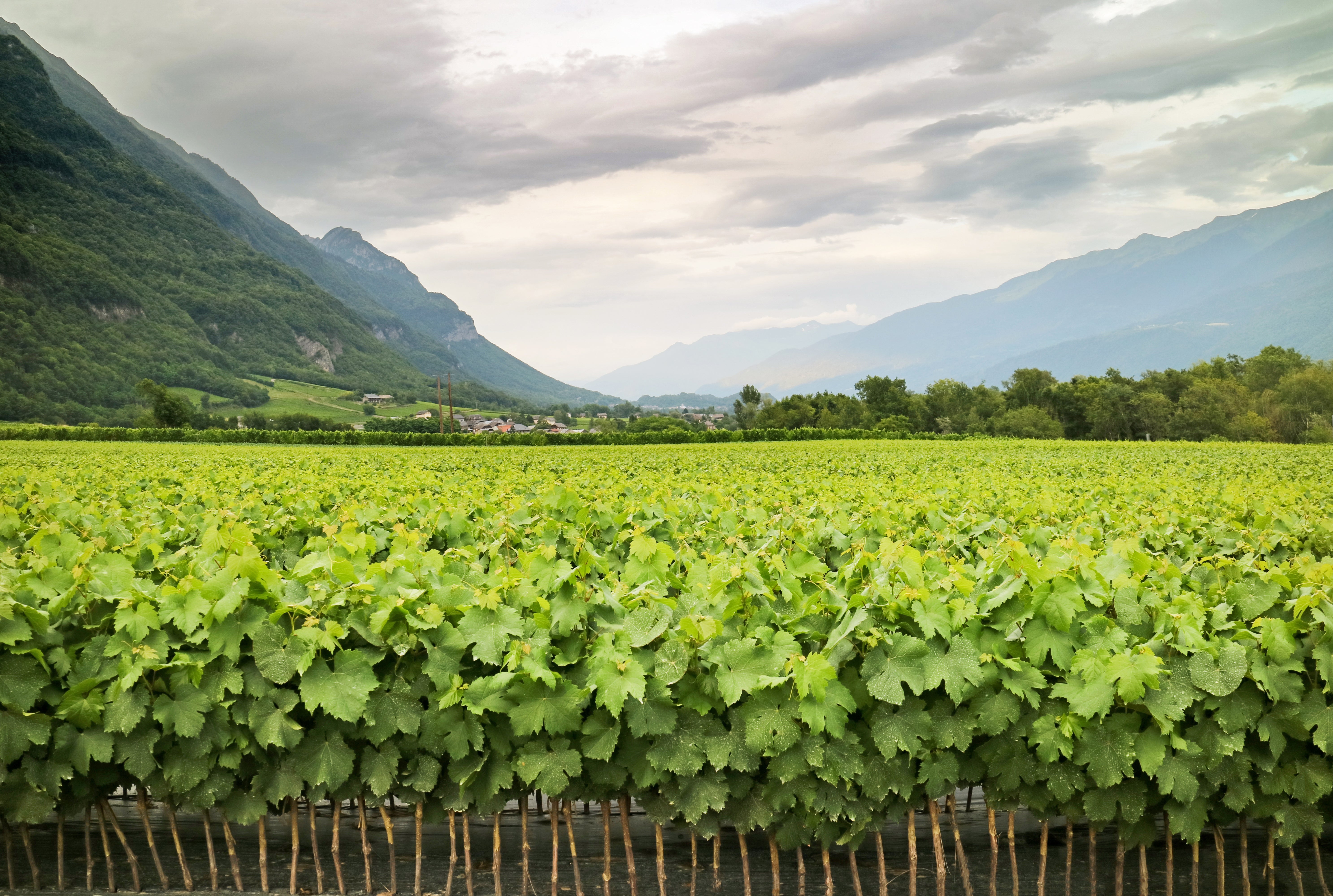 The Savoie region has quite a few little-known grapes