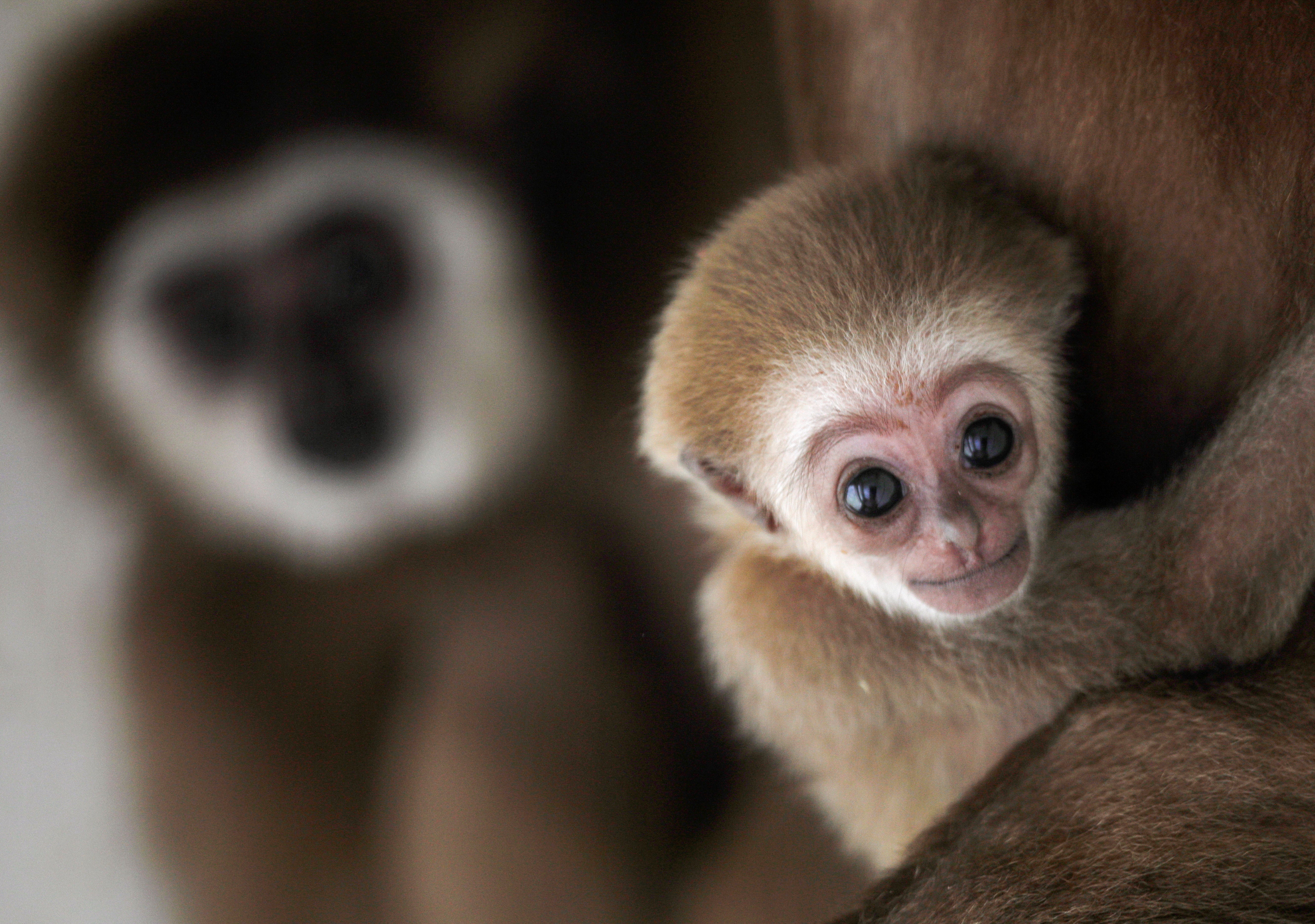 Just over 200 animals were transferred between British and European zoos and aquariums last year