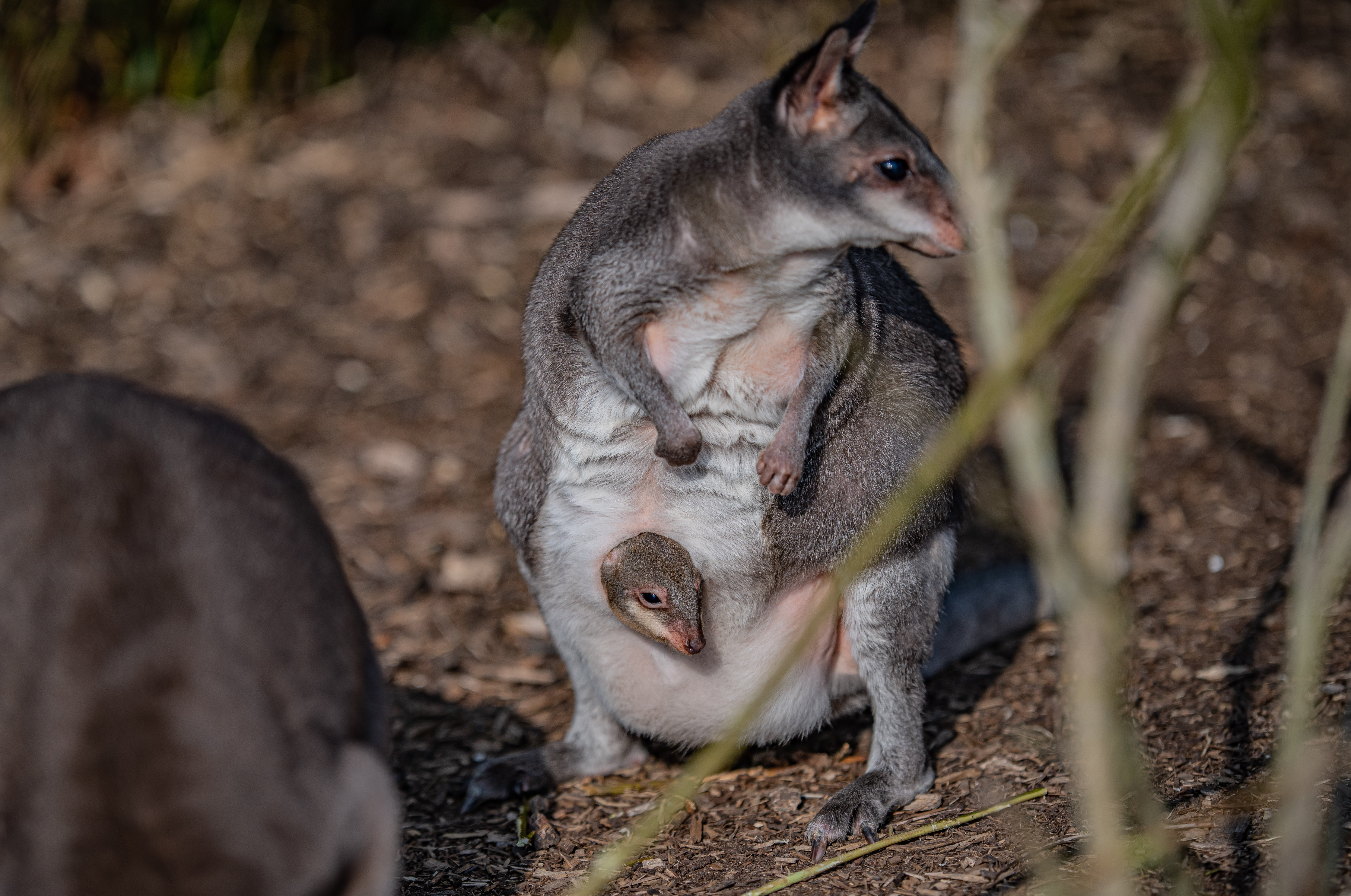 A dusky pademelon joey peeks out of its mother’s pouch for the first time at Chester Zoo (Chester Zoo/PA)