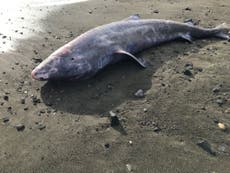 Post mortem of ‘extraordinary’ Greenland shark reveals it had meningitis