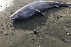 Post mortem of ‘extraordinary’ Greenland shark reveals it had meningitis