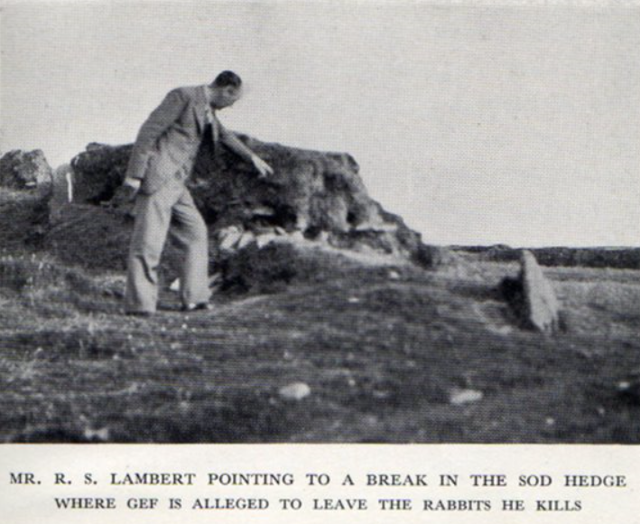 The psychical researcher Richard S Lambert investigating an alleged location of Gef, the talking mongoose