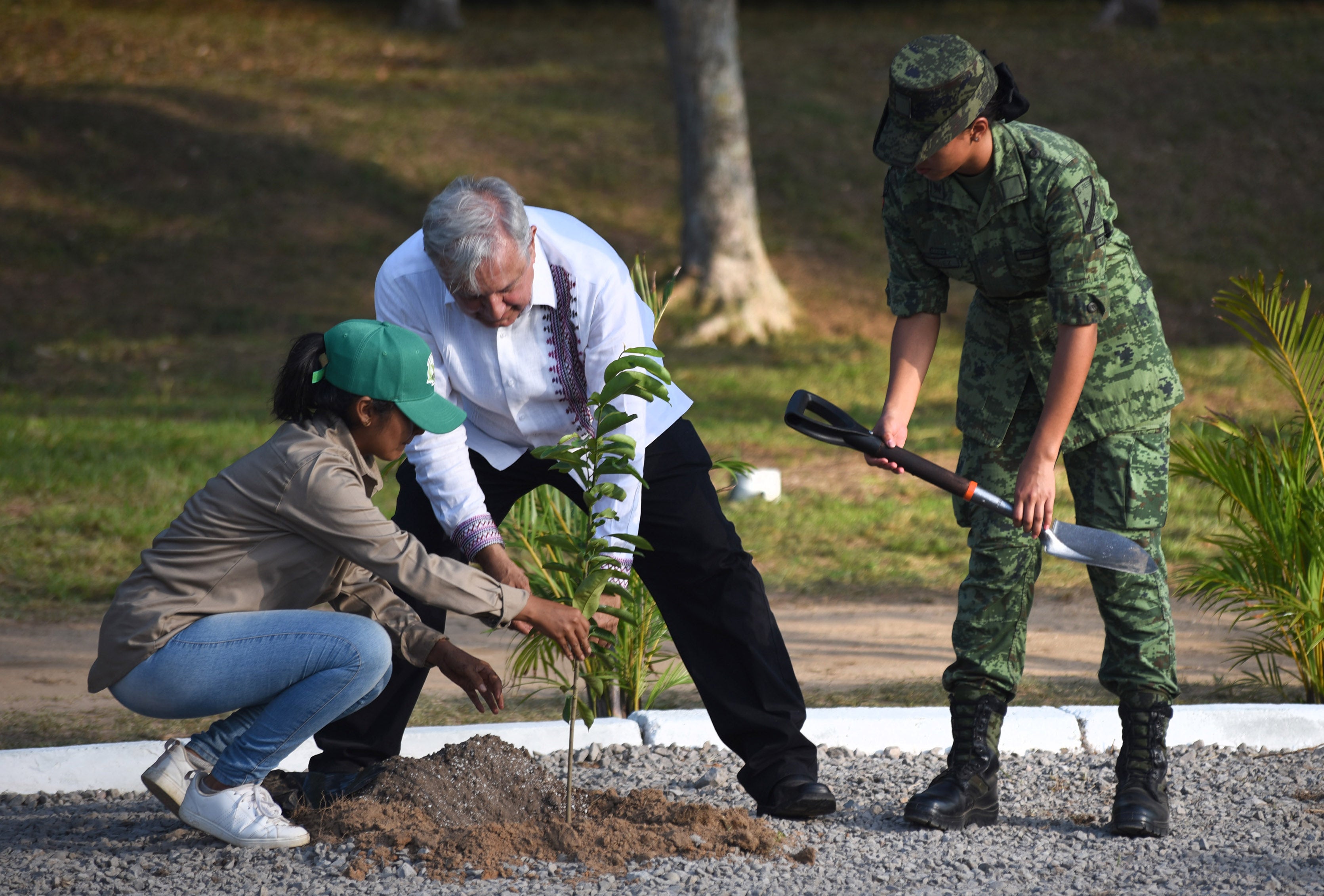 Mexico’s tree-planting scheme for farmers was well-intentioned but was taken advantage of