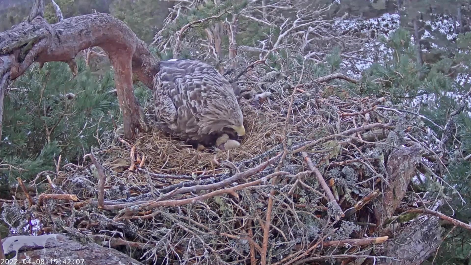 A hidden camera captured the moment the eagle egg hatched (RSPB Scotland/PA)