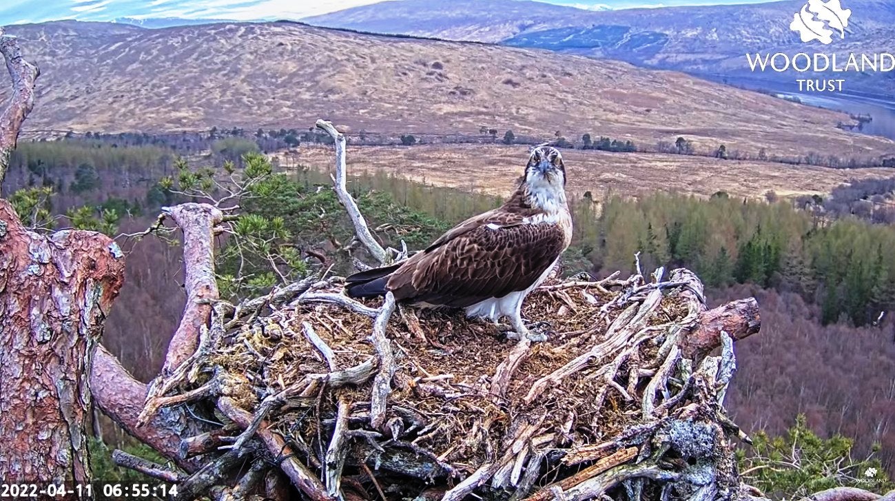 Louis the osprey returned to to Loch Arkaig Pine Forest in Lochaber at 6:49am on Monday (Woodland Trust Scotland/PA)