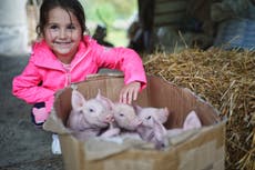 Children think meat eating is less morally acceptable than adults and that farm animals should be better treated