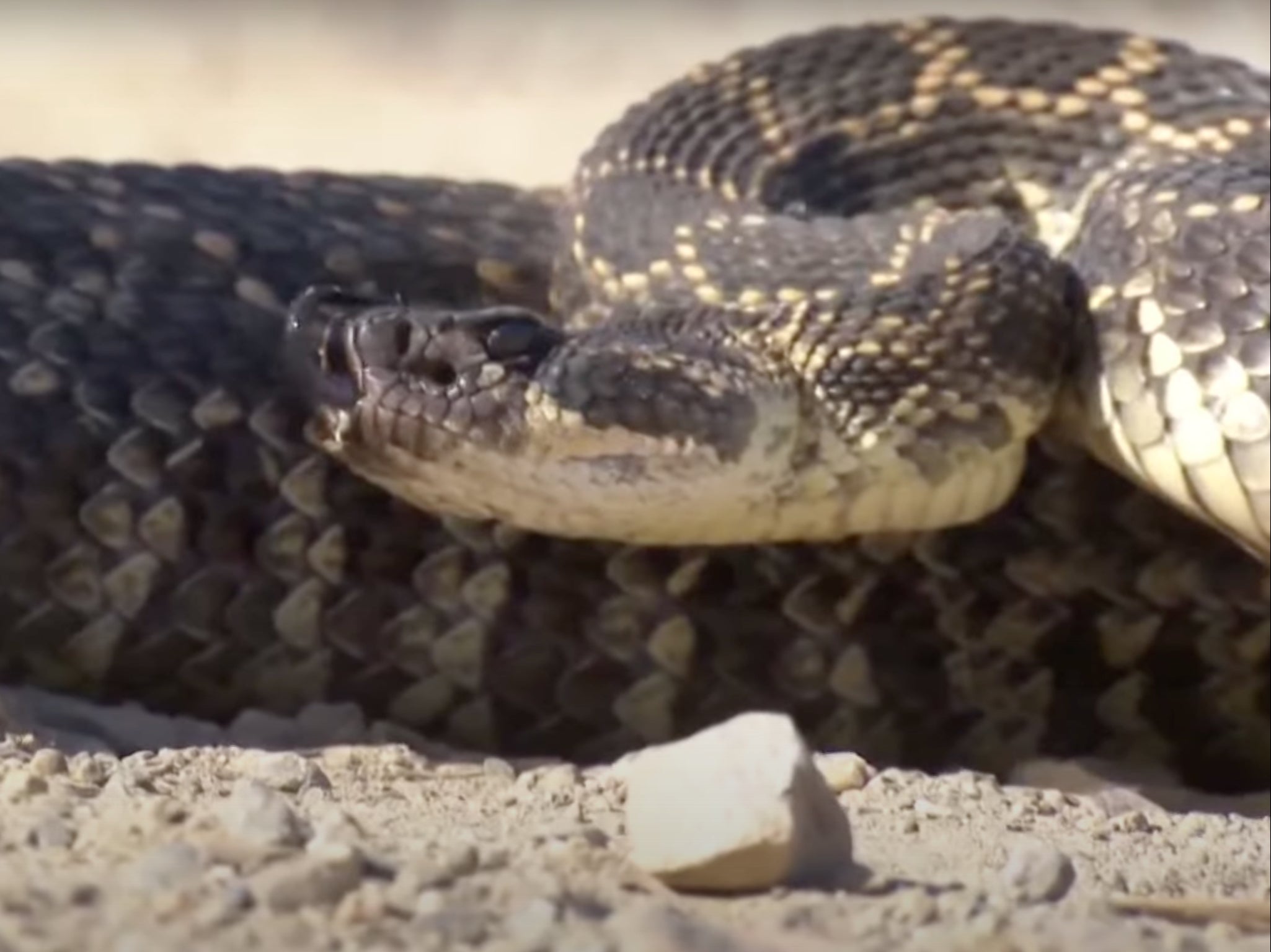 A black diamondback rattlesnake