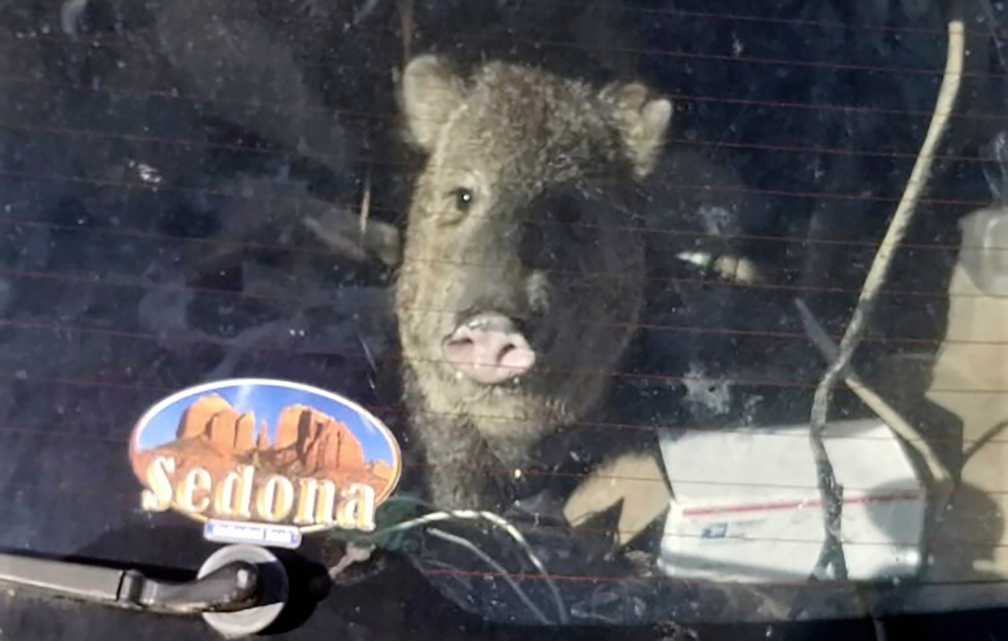 Hungry Javelina-Stuck In Car