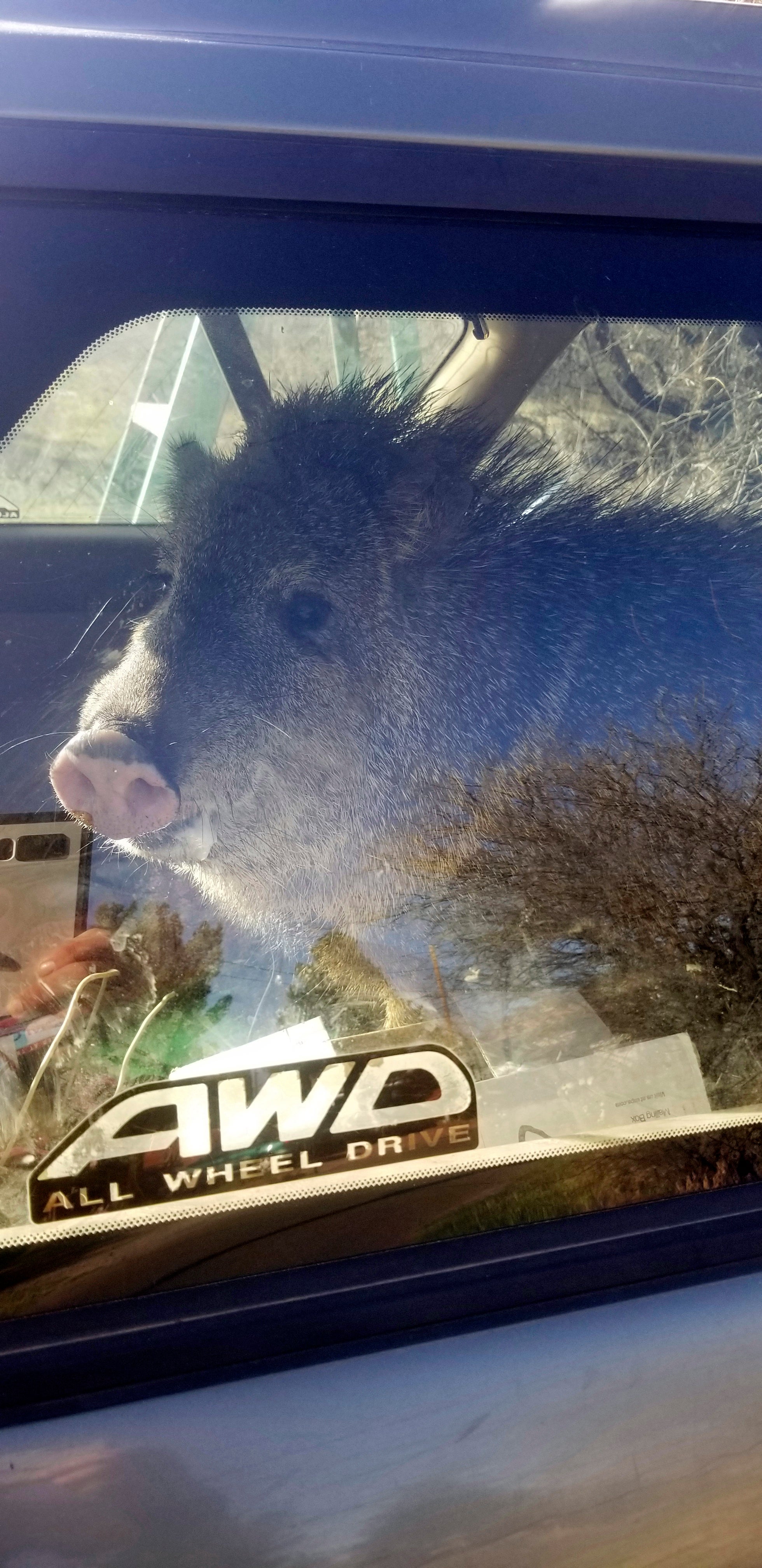 Hungry Javelina-Stuck In Car