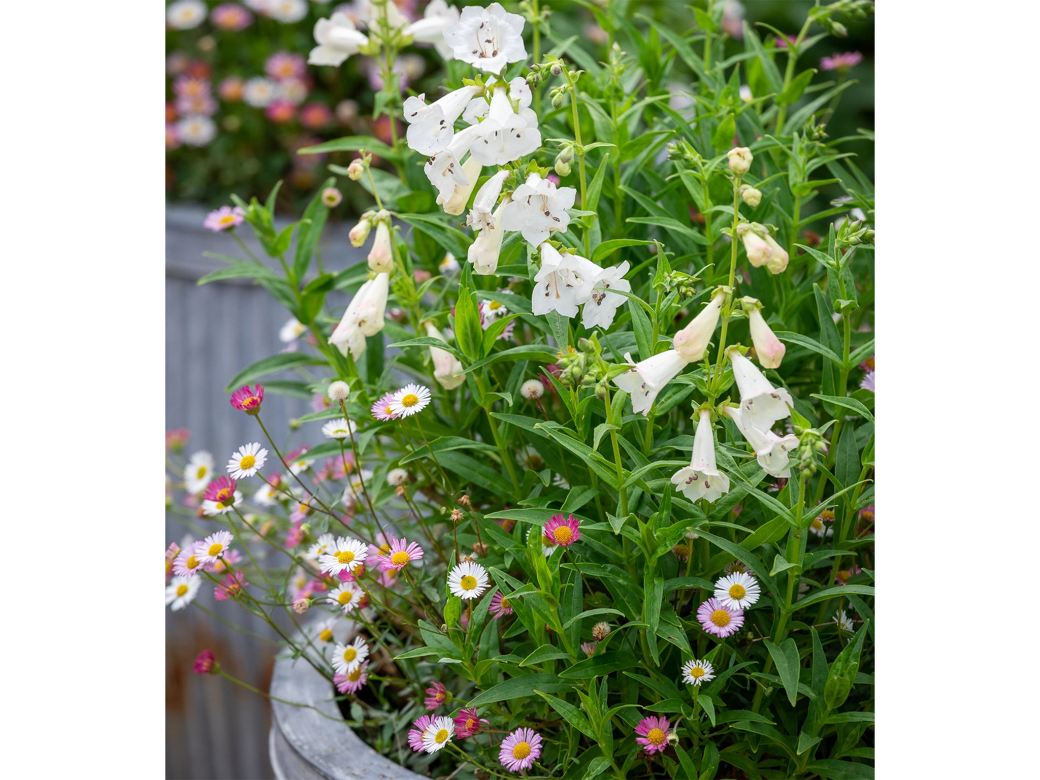 sarah-raven-plants-for-pots-best-indybest.png