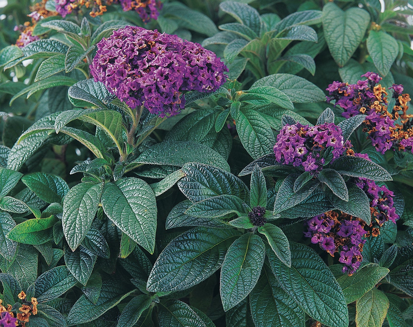 Gardening-Old Fashioned Flowers