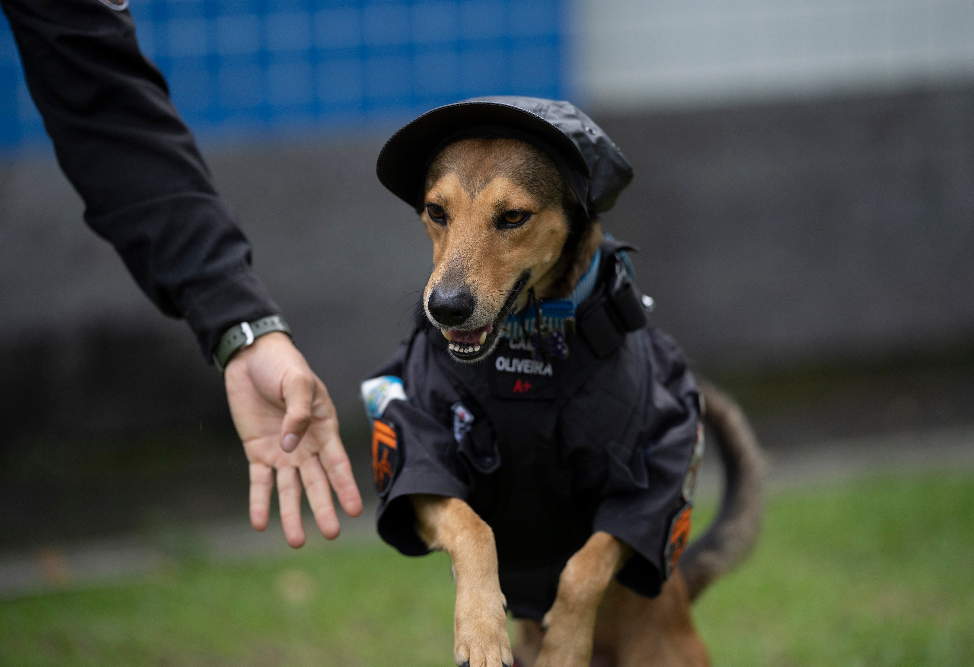 Brazil Rescue Dogs