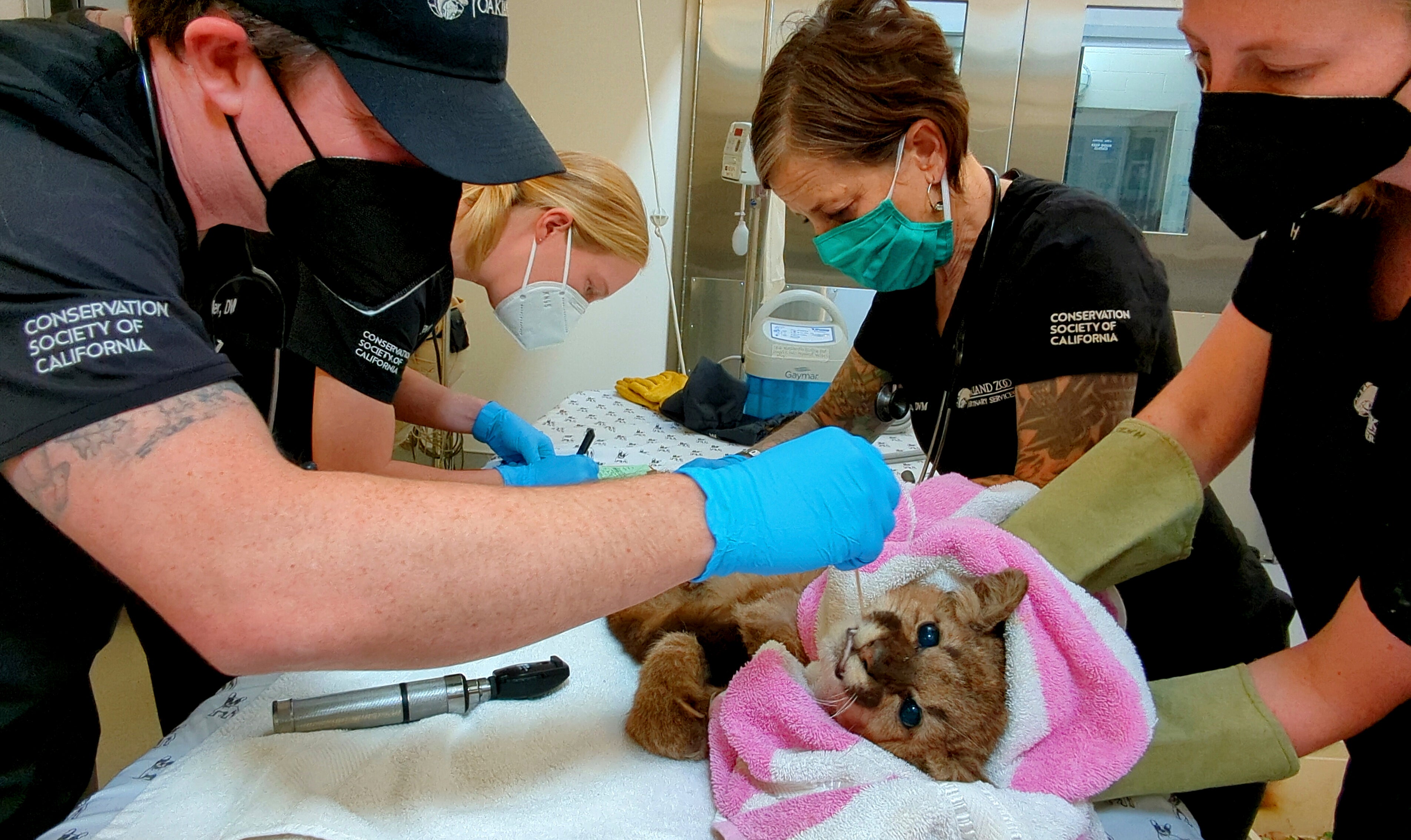 Rescued Mountain Lion Cub