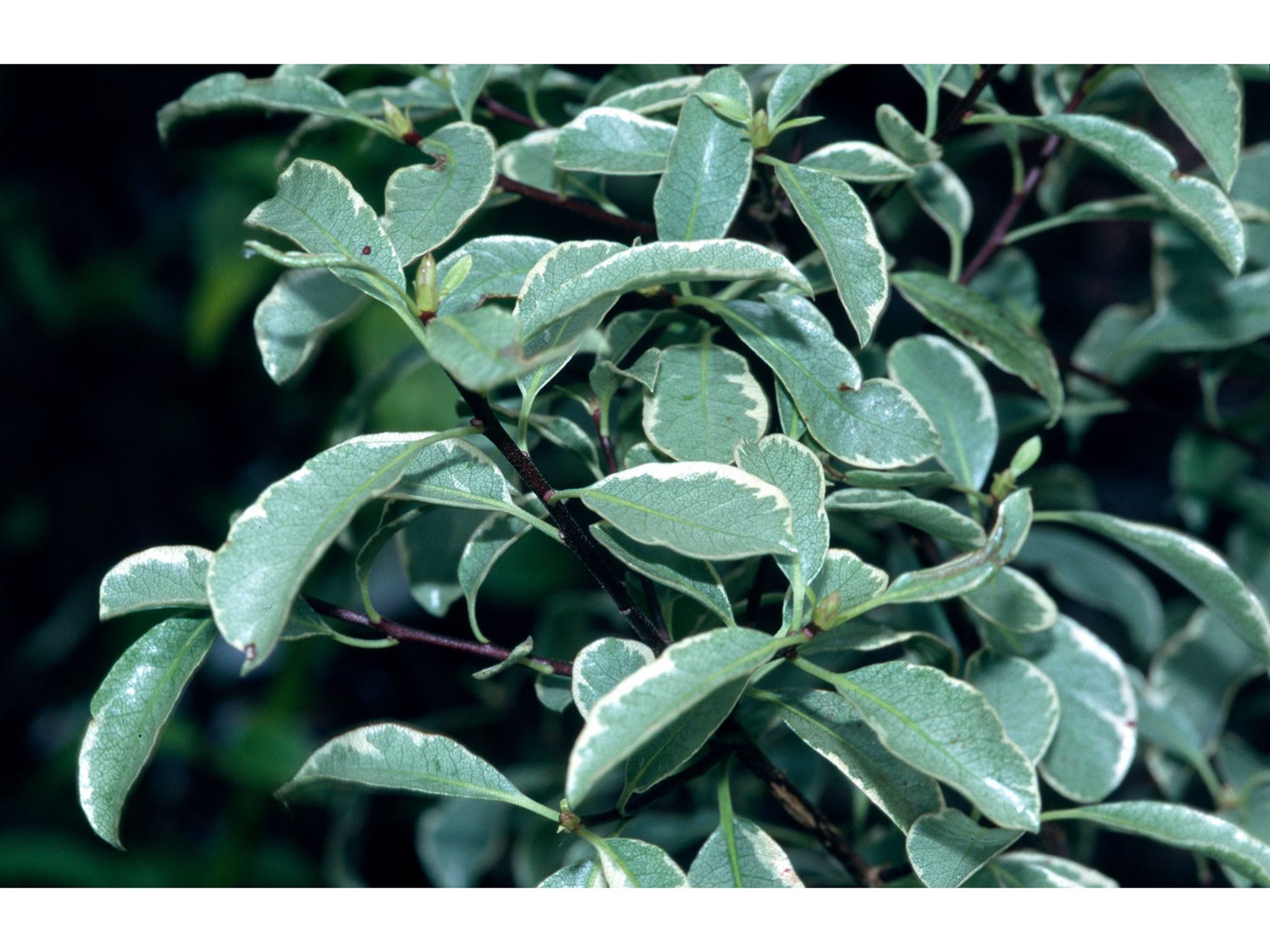 Pittosporum tenuifolium 'Silver Queen' (c) RHS, Graham Titchmarsh (1).jpg