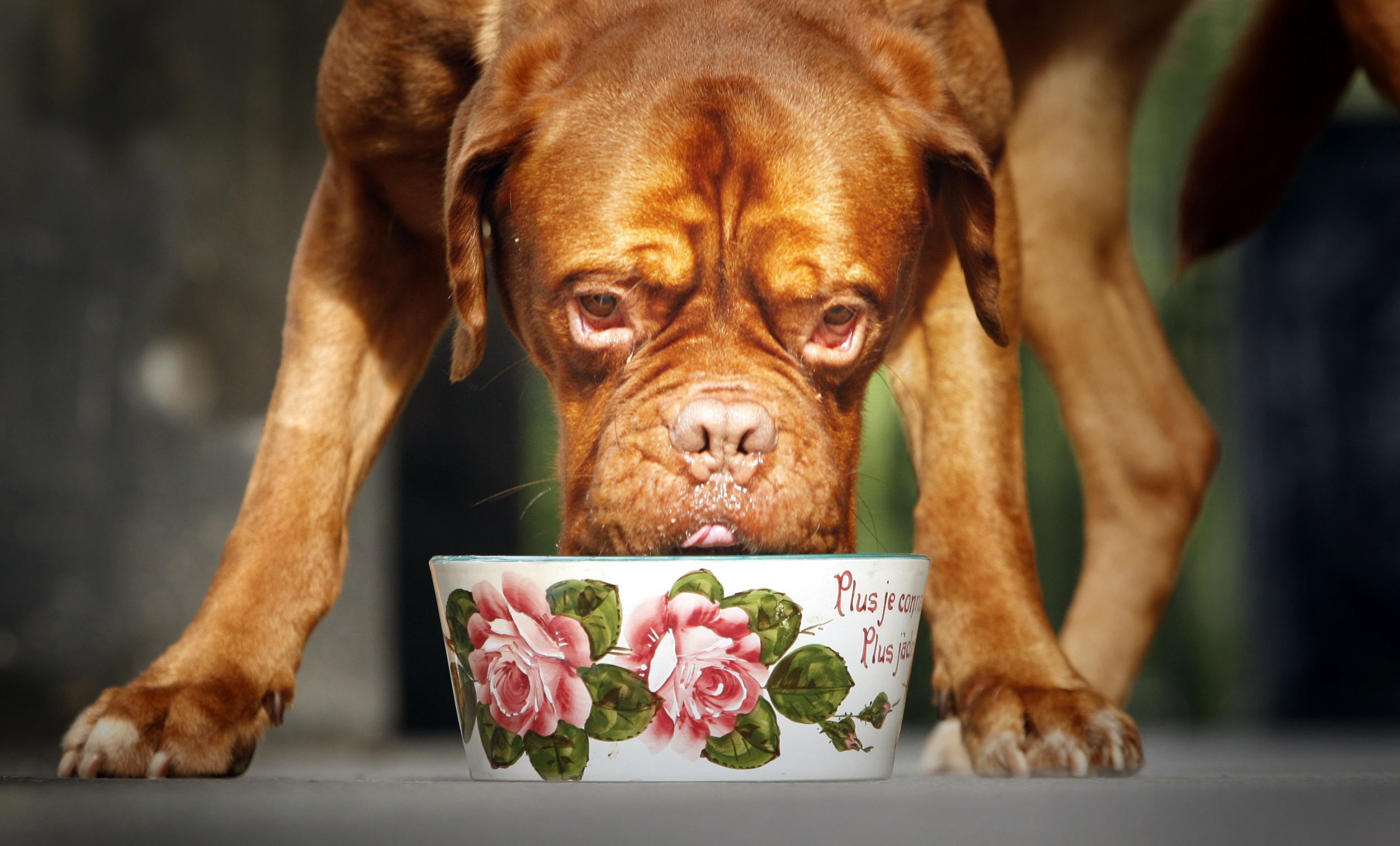 Vegan diets may be linked to better health in dogs, study suggests (Danny Lawson/PA)