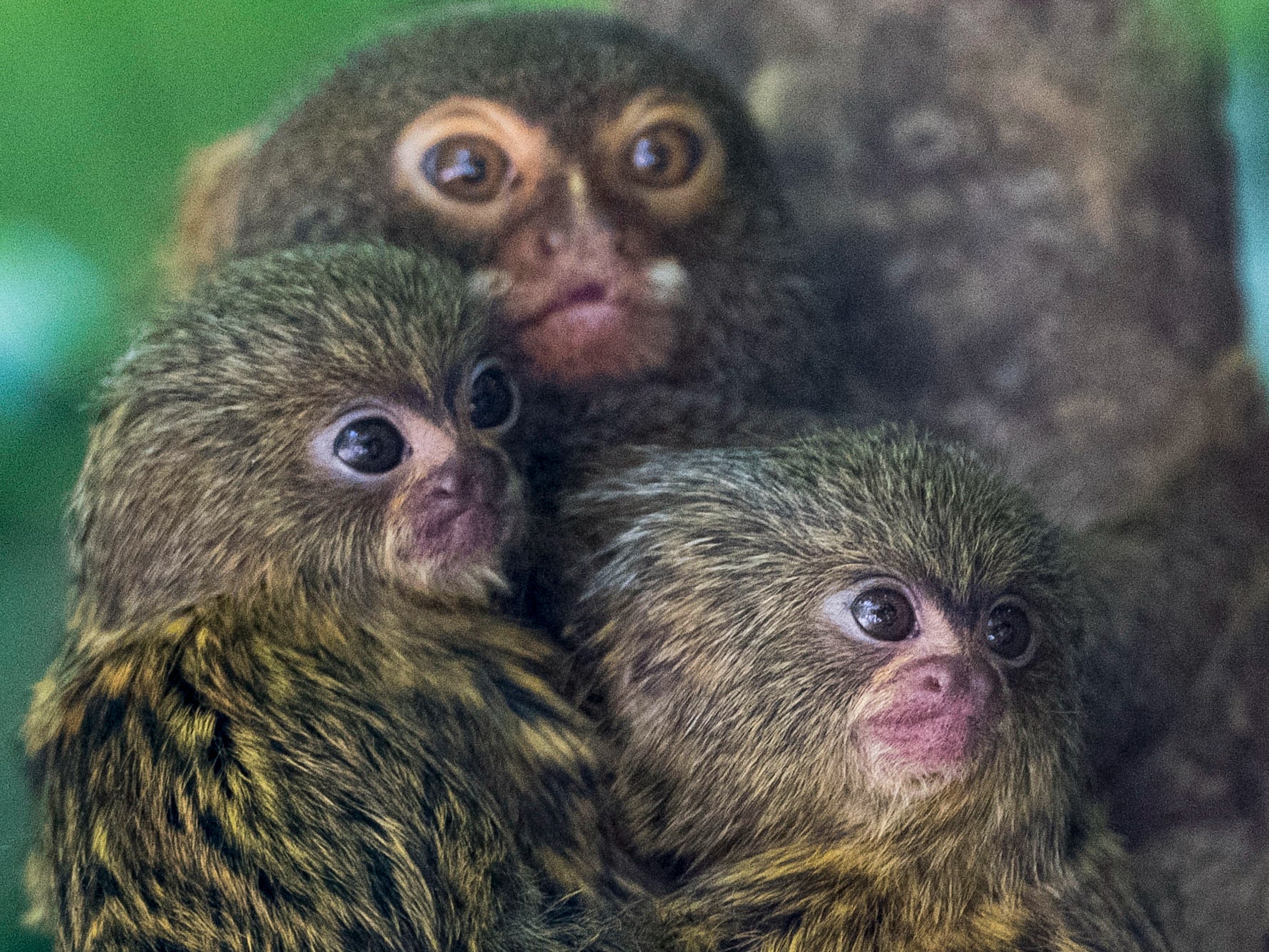 Pygmy marmosets were among endangered species promoted for sale