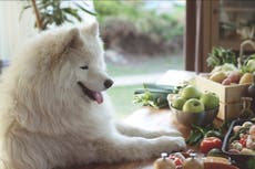 Dogs benefit from nutritionally complete vegan diet more than conventional diet, study suggests