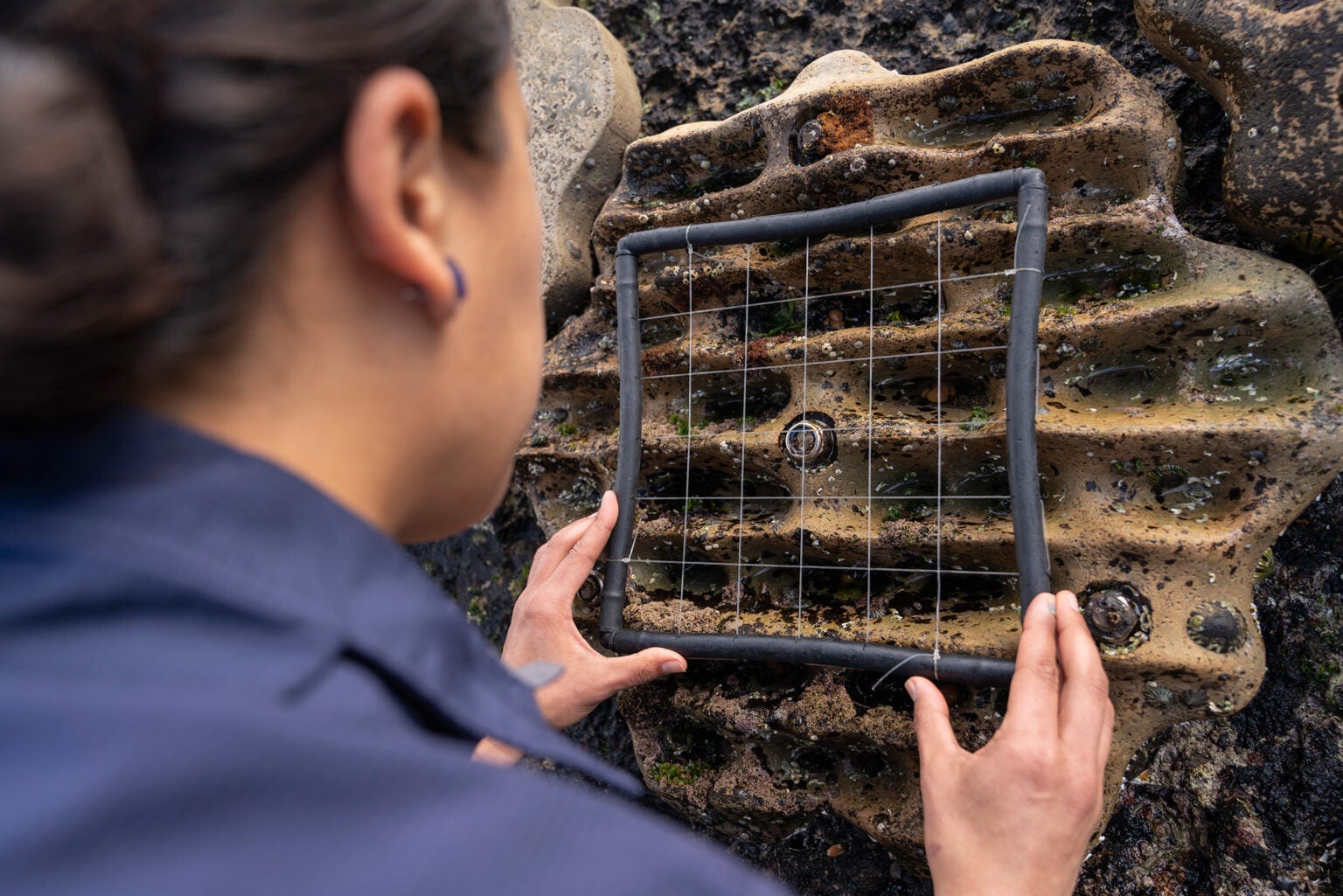 Living Seawalls has developed habitat panels, fitted to sea defences, that mimic natural formations