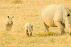 Illegal wildlife trade in Africa expected to increase to pre-Covid levels