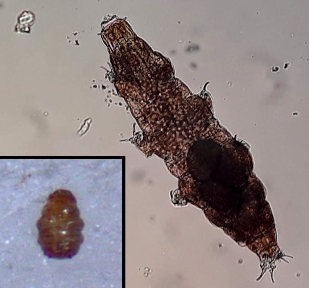 Tardigrades can hitch rides on land snails but the slime might hamper survival, a study suggests (Zofia Ksiazkiewicz and Milena Roszkowska/PA)