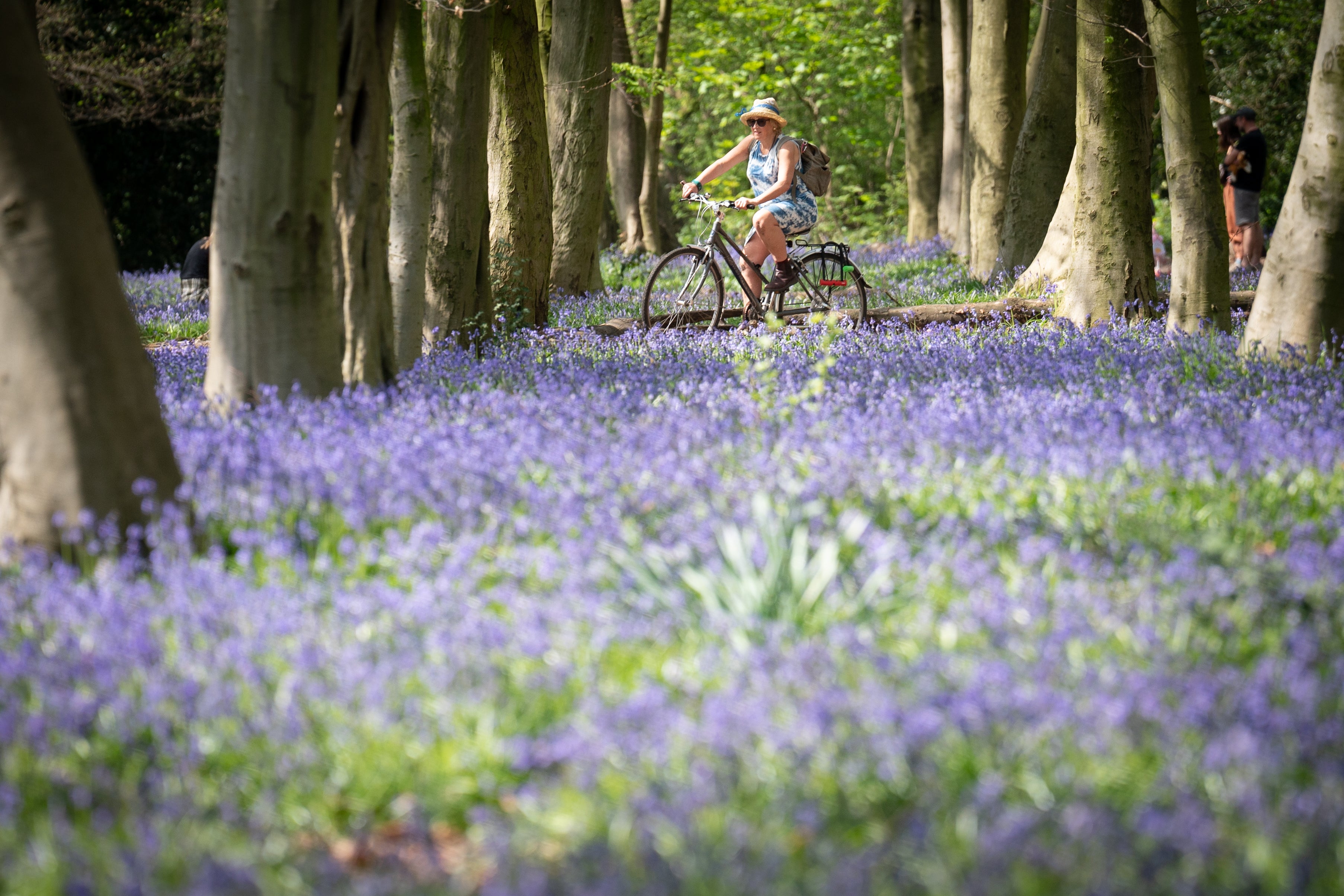 The UK has some beautiful spring flowers to admire