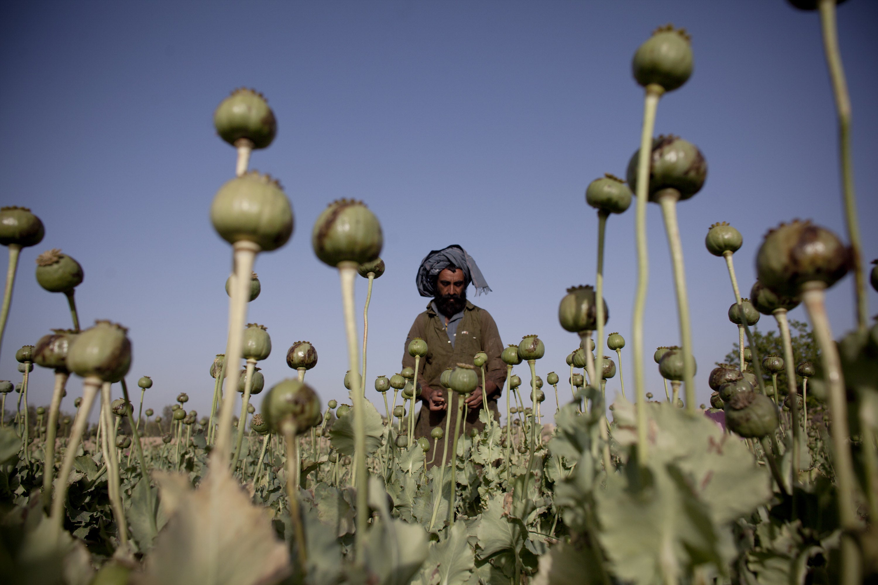 ‘If anyone violates the decree, the crop will be destroyed immediately, and the violator will be treated according to Sharia law’, Haibatullah Akhundzada announced