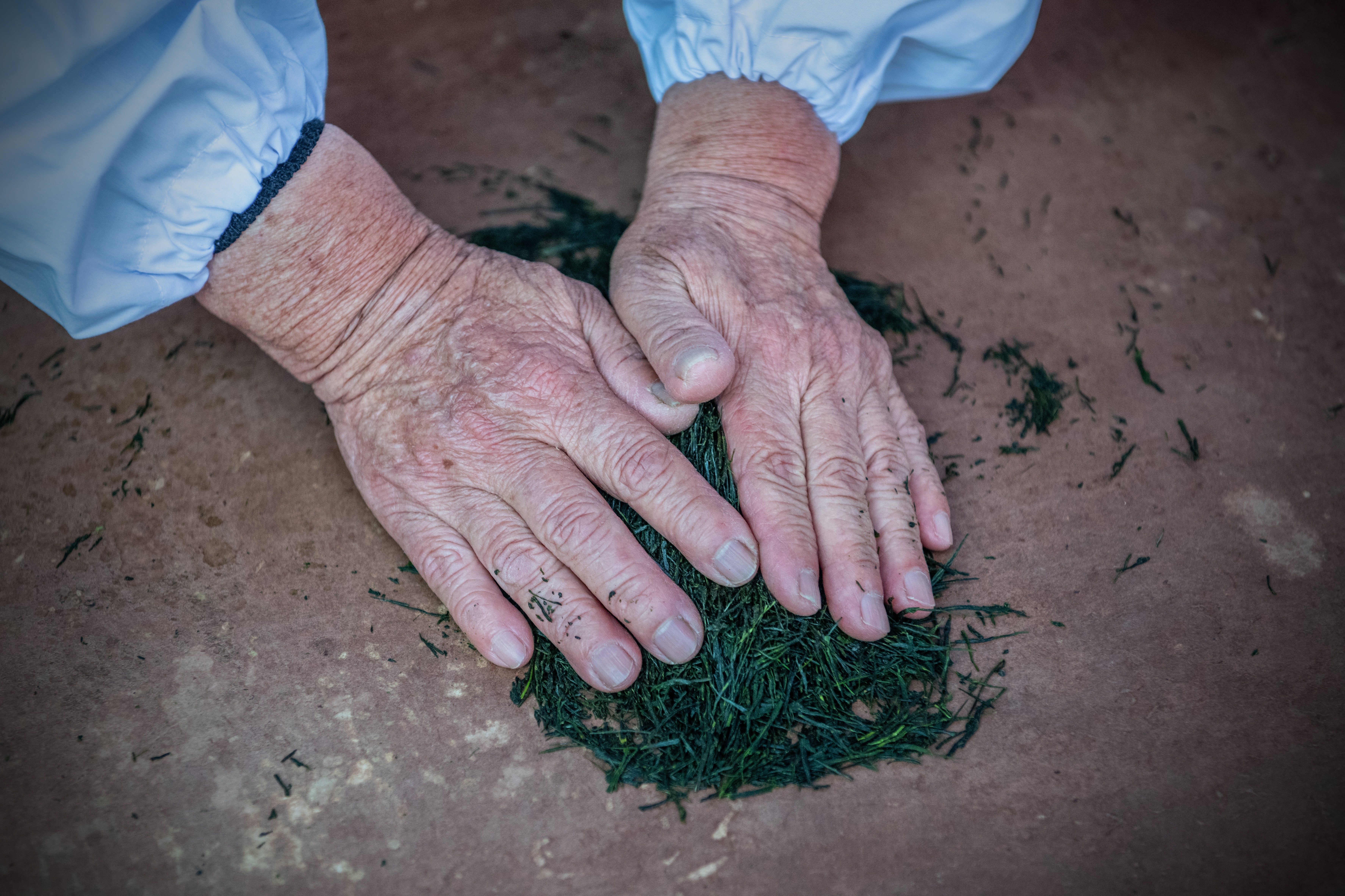 File: A woman demonstrates how to hand roll green tea leaves during the first auction of the season’s new green tea leaves at Shizuoka Tea Auction