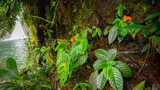 Scientists rediscover tropical plant species thought to be extinct for almost 40 years