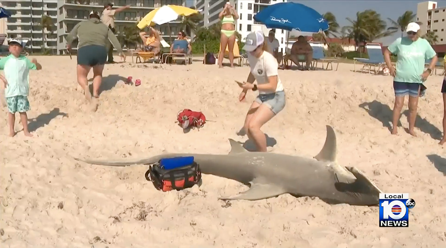 A beached 11-foot hammerhead shark is seen on the shores at Pompano Beach, Florida on 6 April.