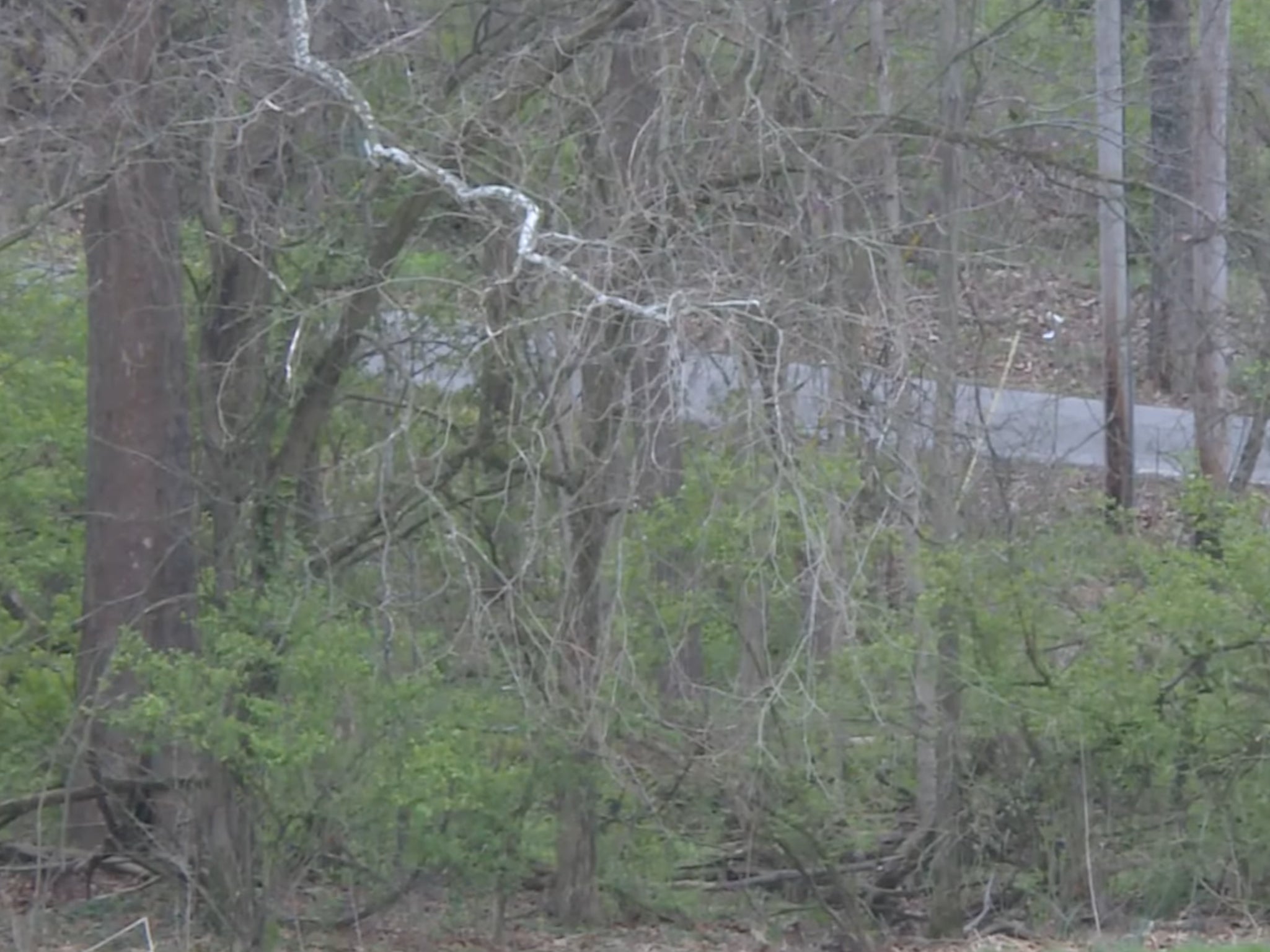 A wooded area in Indiana’s Washington County