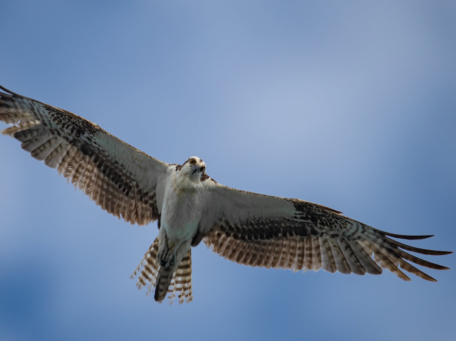 The average bird has travelled thousands of miles