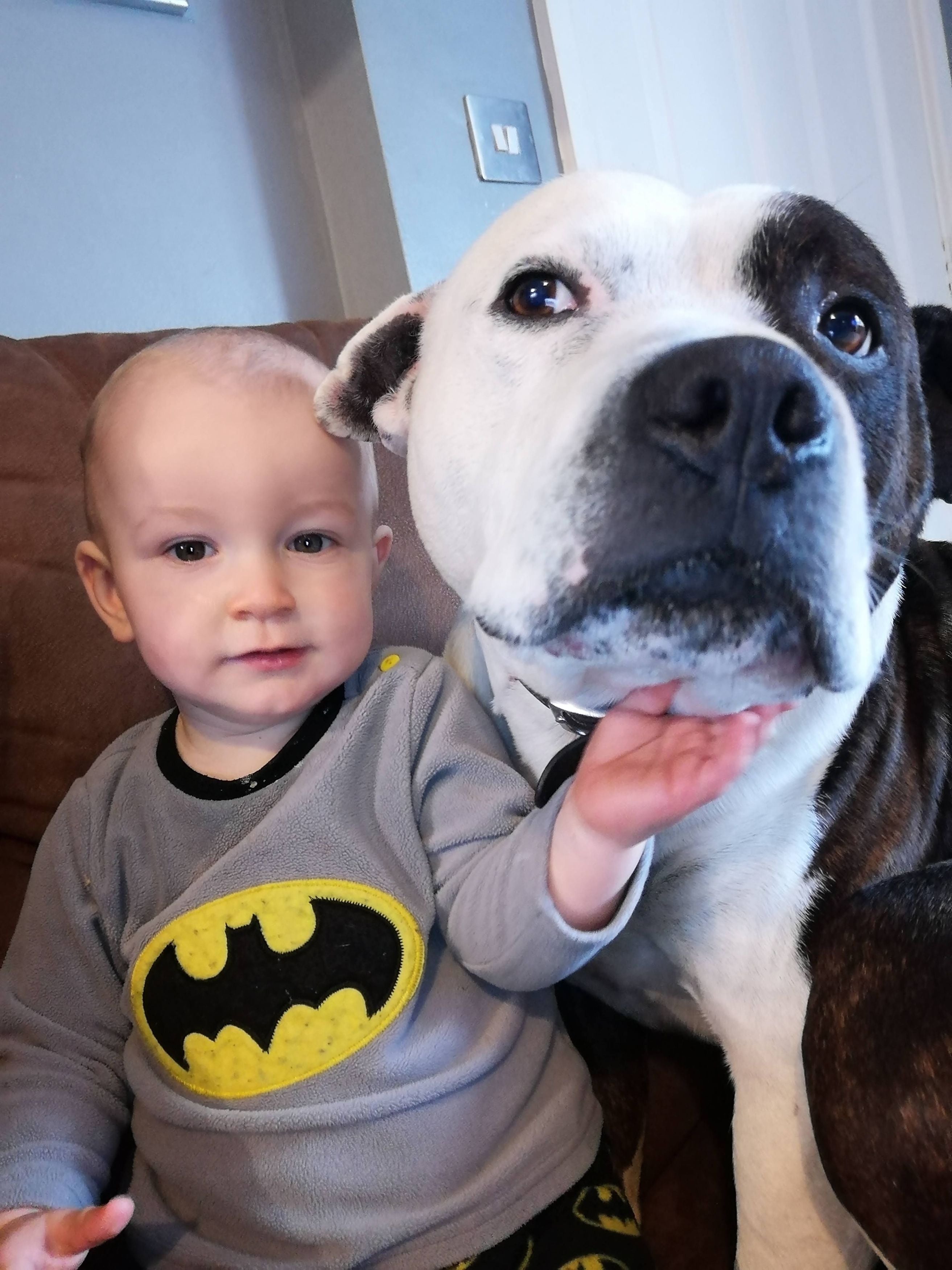 Romy Griffiths, 2, with his beloved family dog Blizzard the Staffie, 8