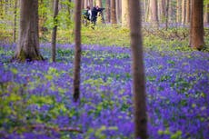 Feeling blue in today's world? Head for Belgian bluebells! 