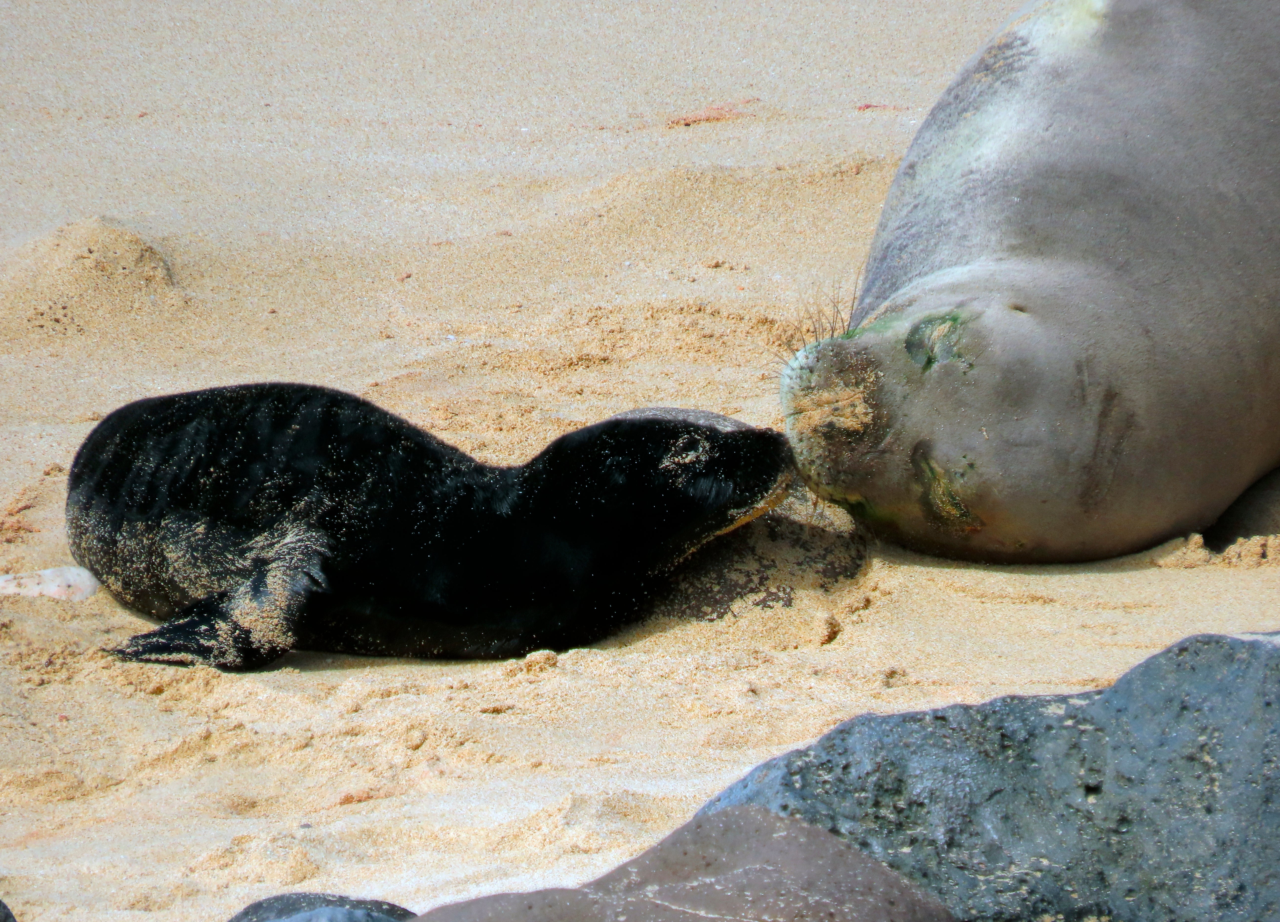 Hawaii Seal Birth